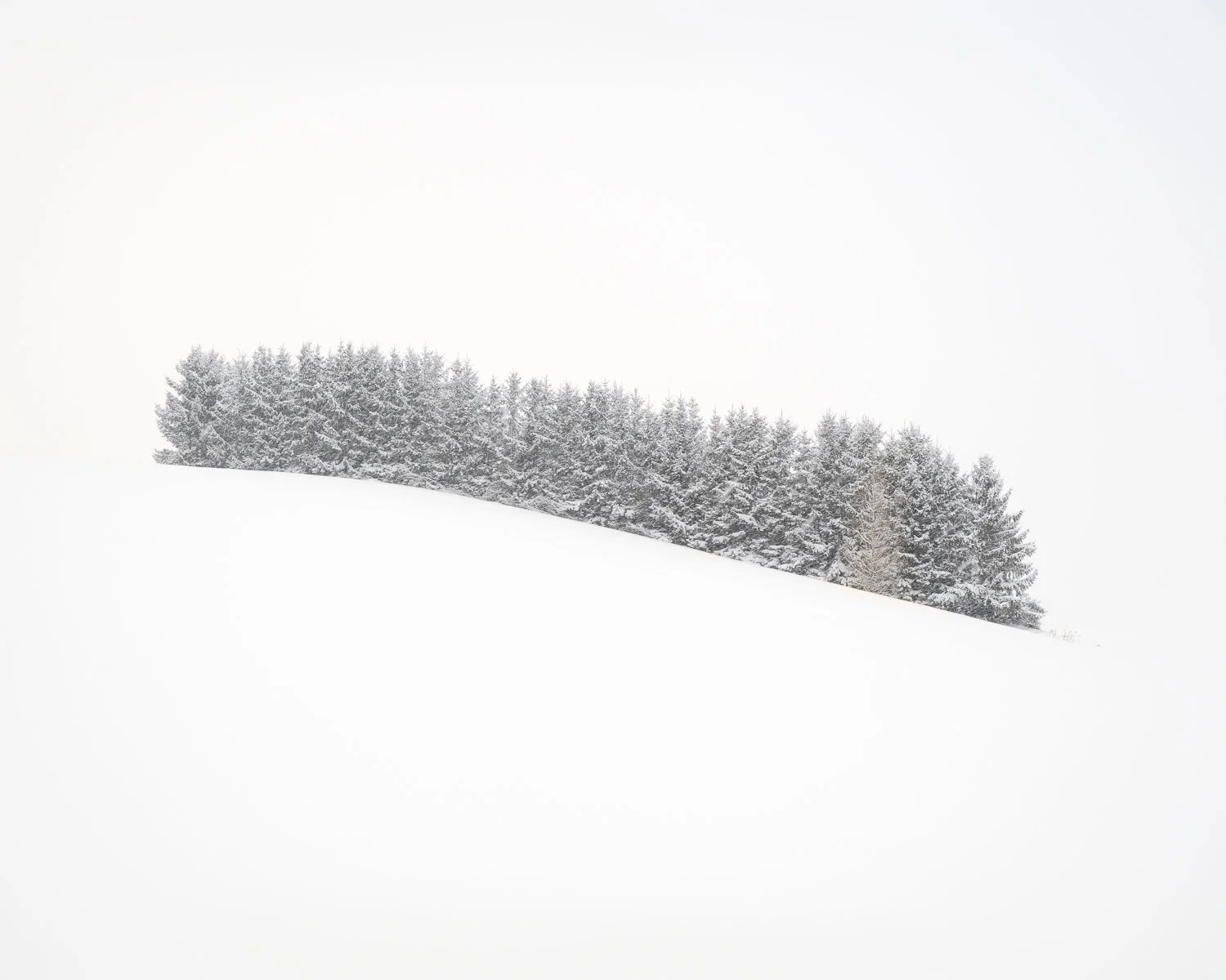 Stillness Within, Hokkaido, Japan, 2026