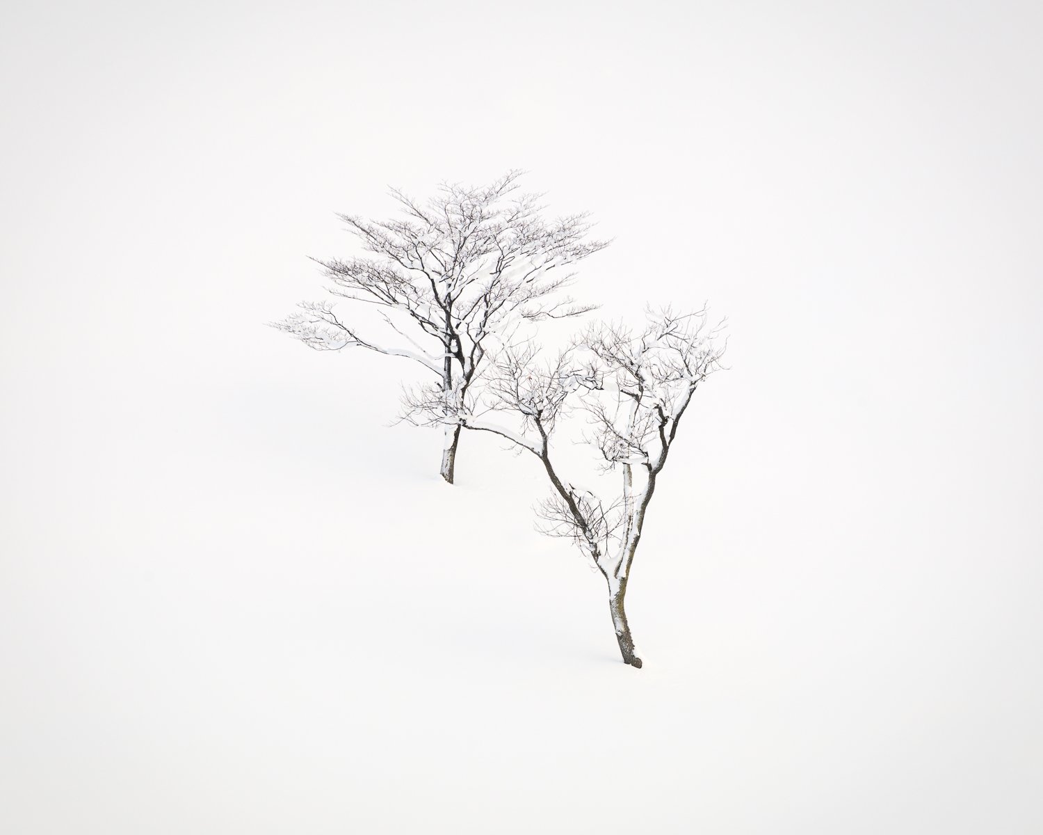 Finding Solitude, Hokkaido, Japan, 2025