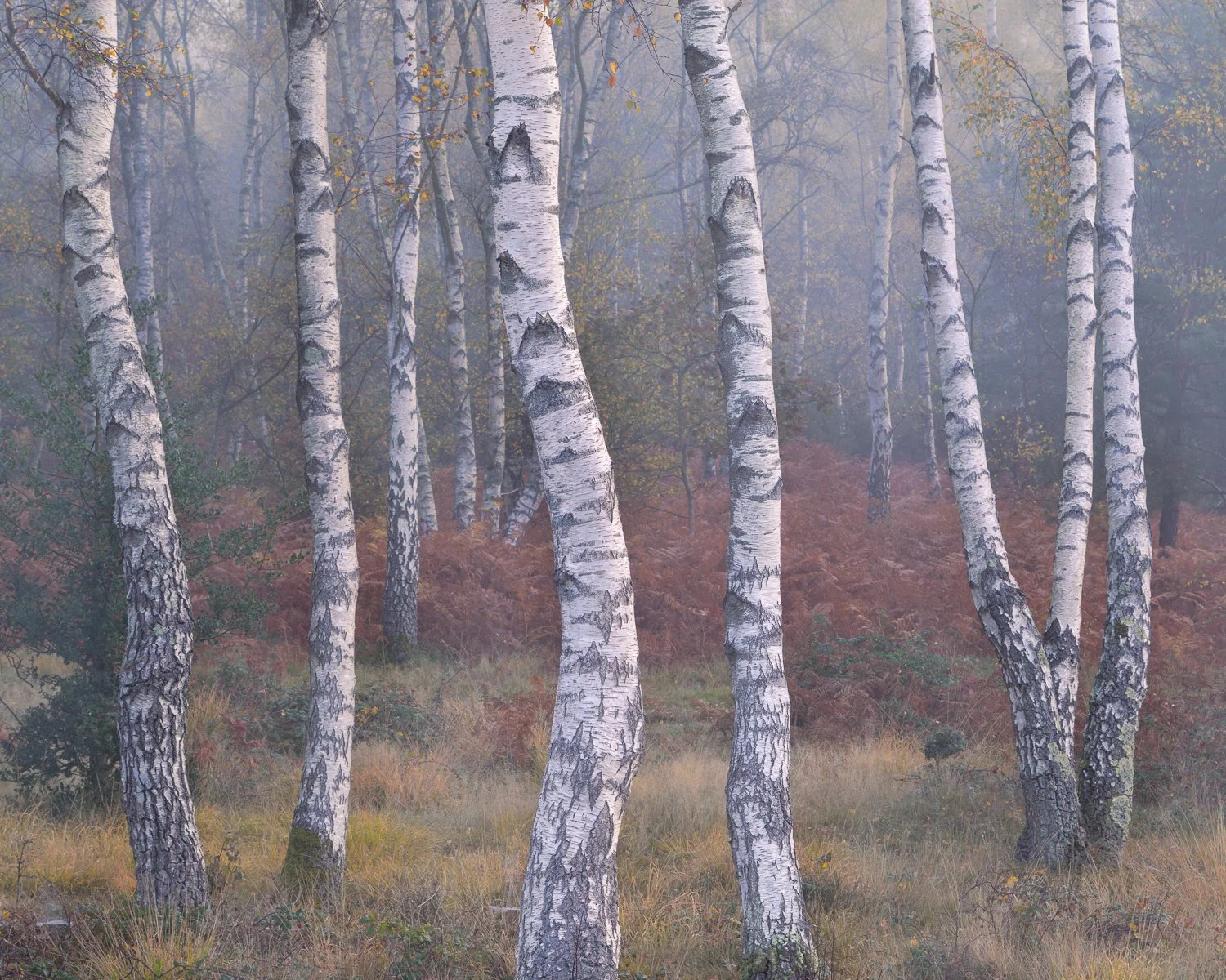 Dancing Birch, South Downs, England, 2025