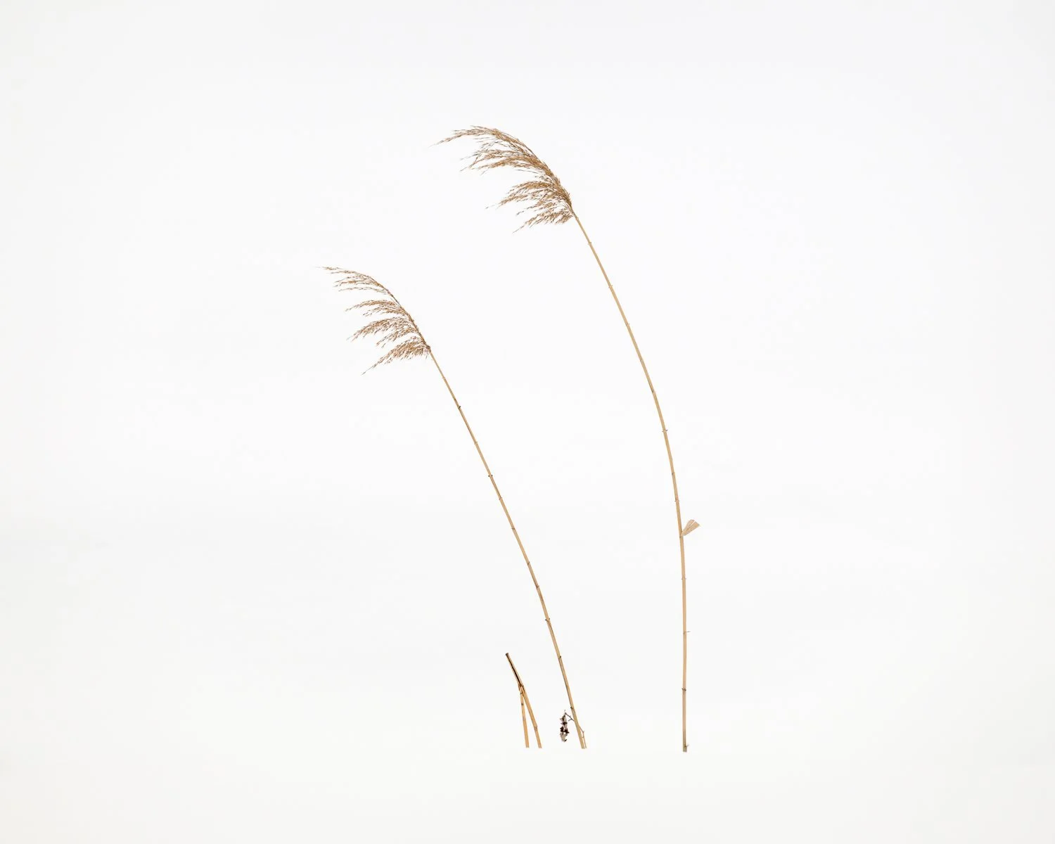 Two Snow Grasses, Hokkaido, Japan, 2026