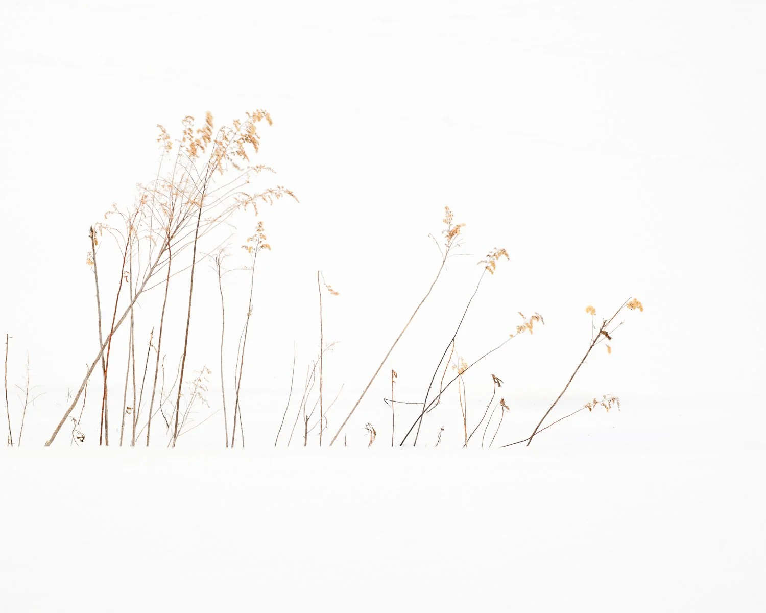 Holding Stillness, Hokkaido, Japan, 2025