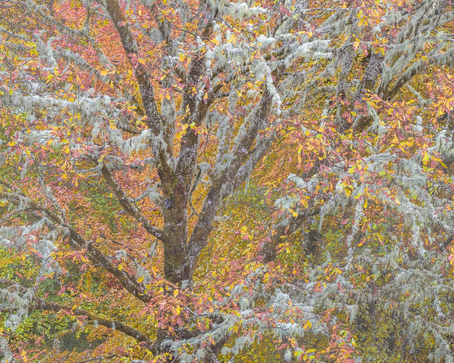 One Autumn Oak, Glen Gary, Scotland, 2025