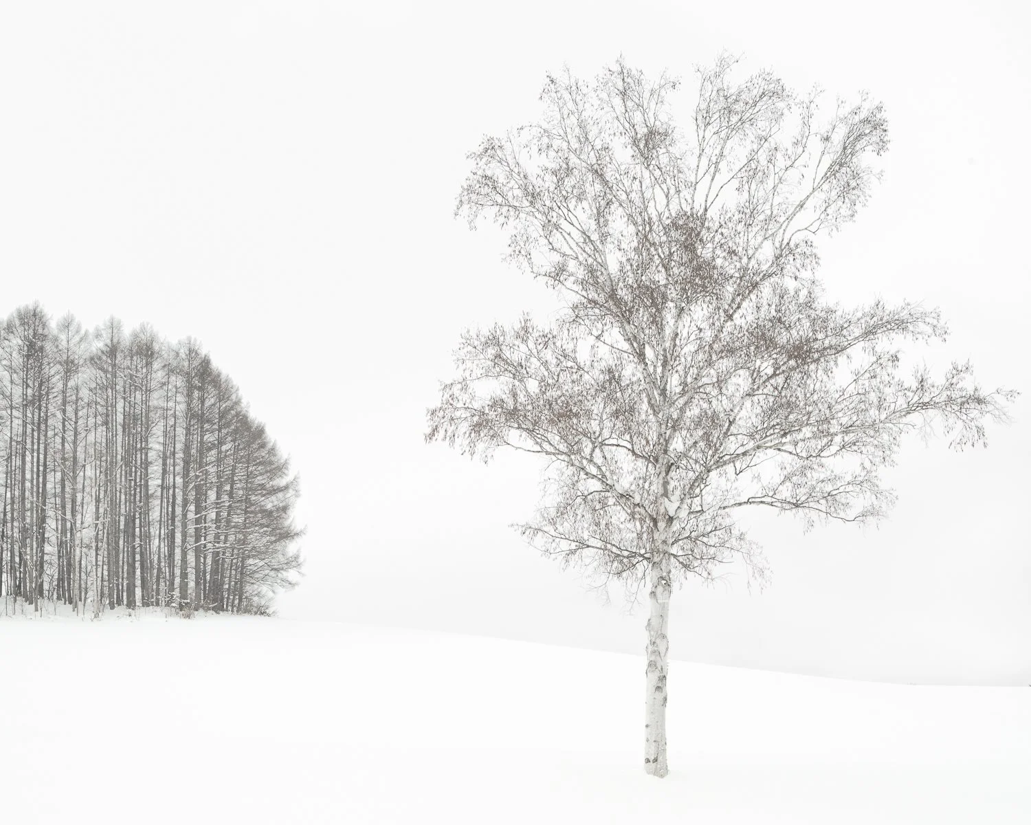 A White Pause, Hokkaido, Japan, 2025