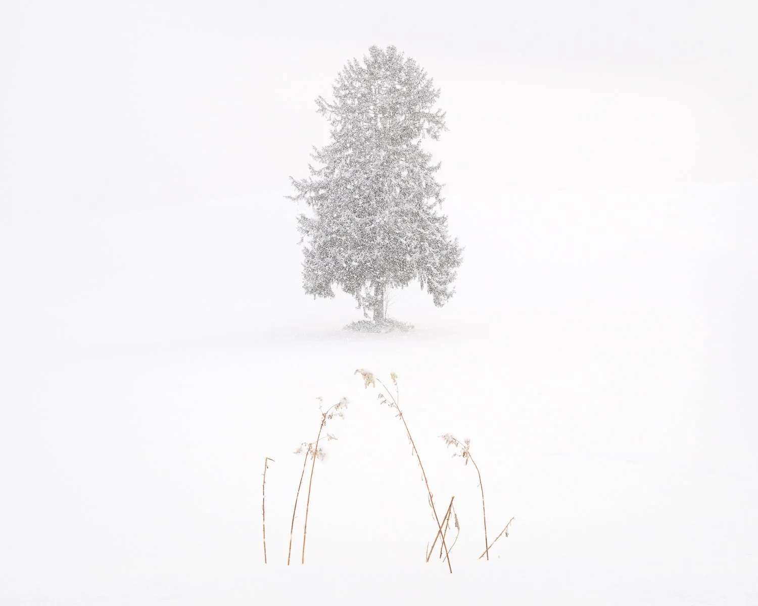 Winter Harmony, Hokkaido, Japan, 2026