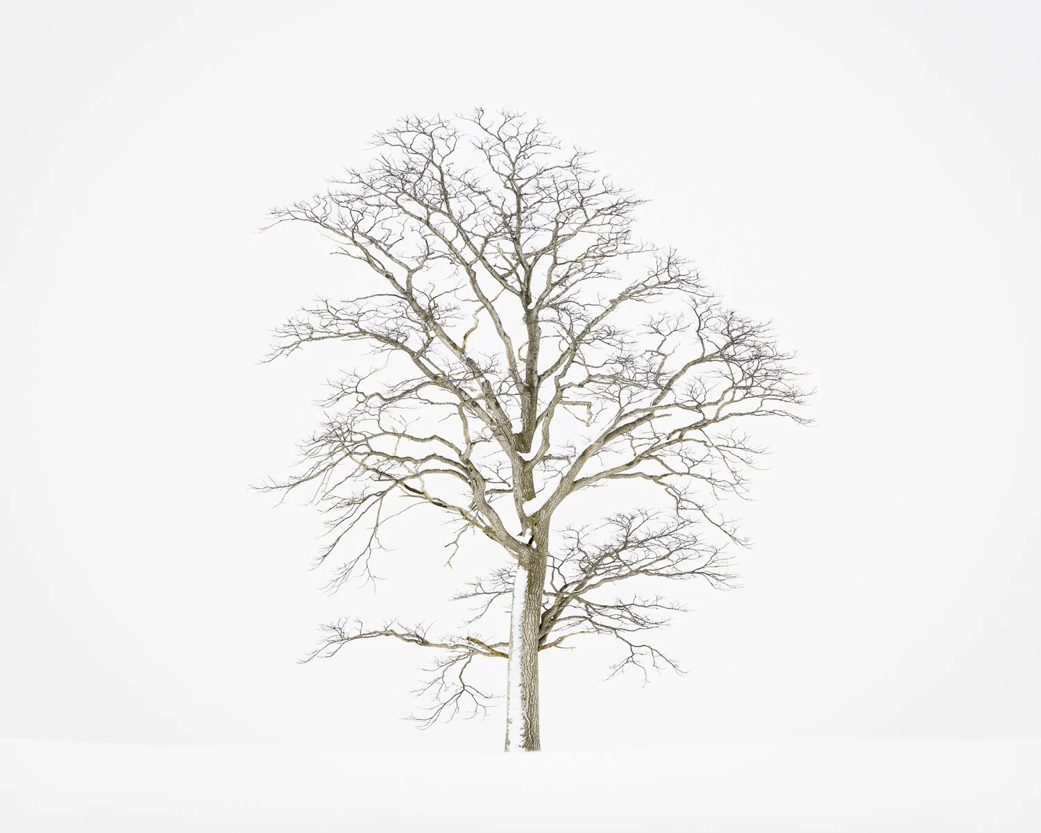 Standing in Silence, Hokkaido, Japan, 2026