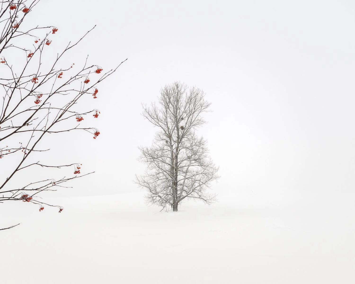 Where Colour Remains, Hokkaido, Japan, 2025