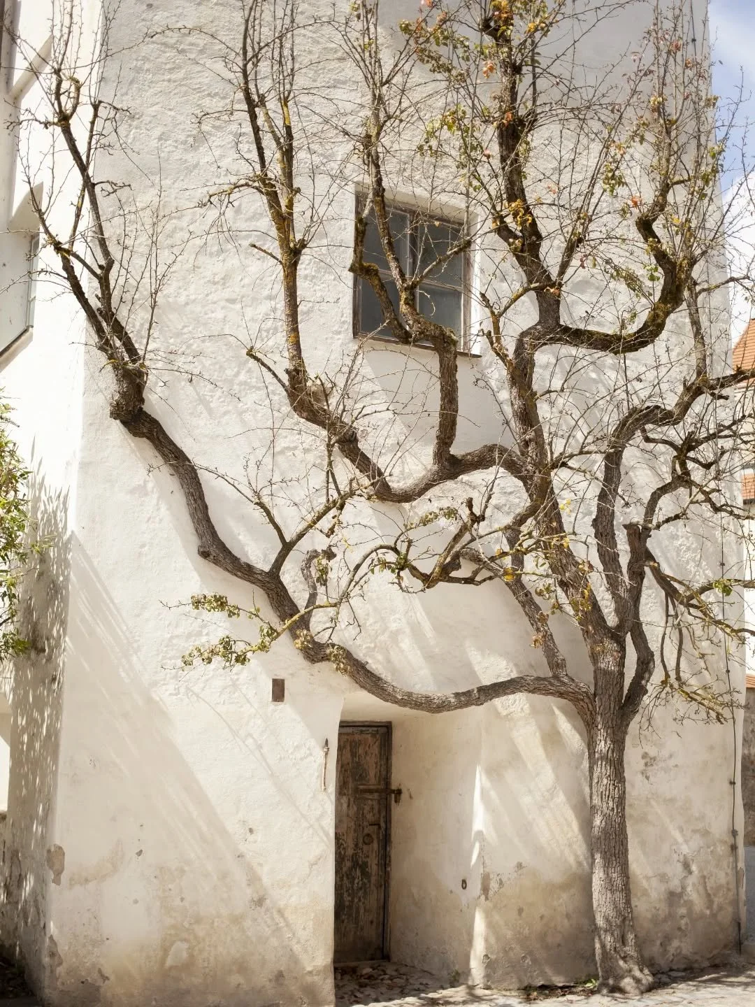 Kuvia Saksan Baijerista 🏰 ⛰️🌲

1. Burghausen
2. Herrenchiemsee
3. Alpit
4. Waldkraiburg