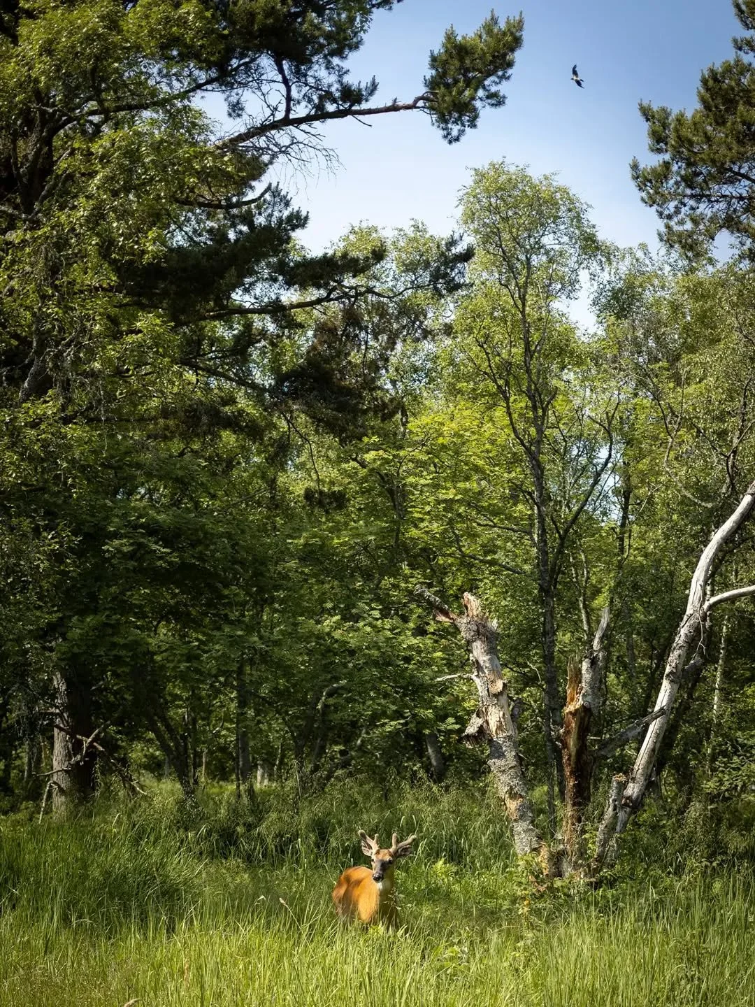 Ihmeellinen &Ouml;r&ouml; 🌊

Saari, jolla 40 mm objektiivin sijaan olisi tarvinnut tele&auml; 🦌🦢