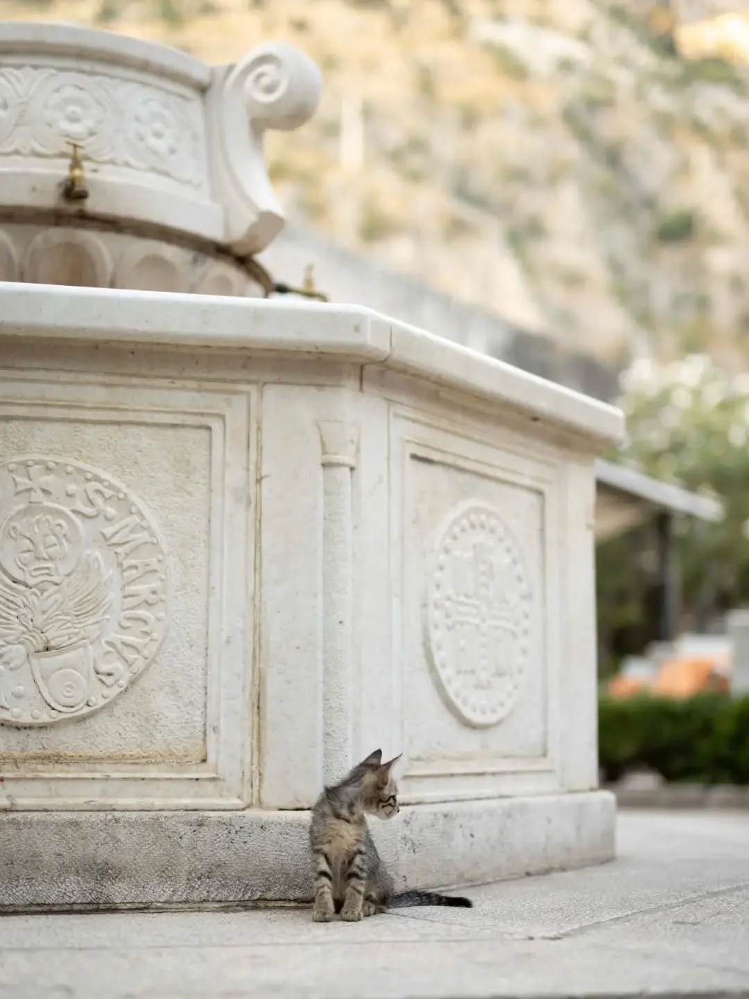 Kotor, kissojen kaupunki 🐈&zwj;⬛

#kotormontenegro
#montenegro