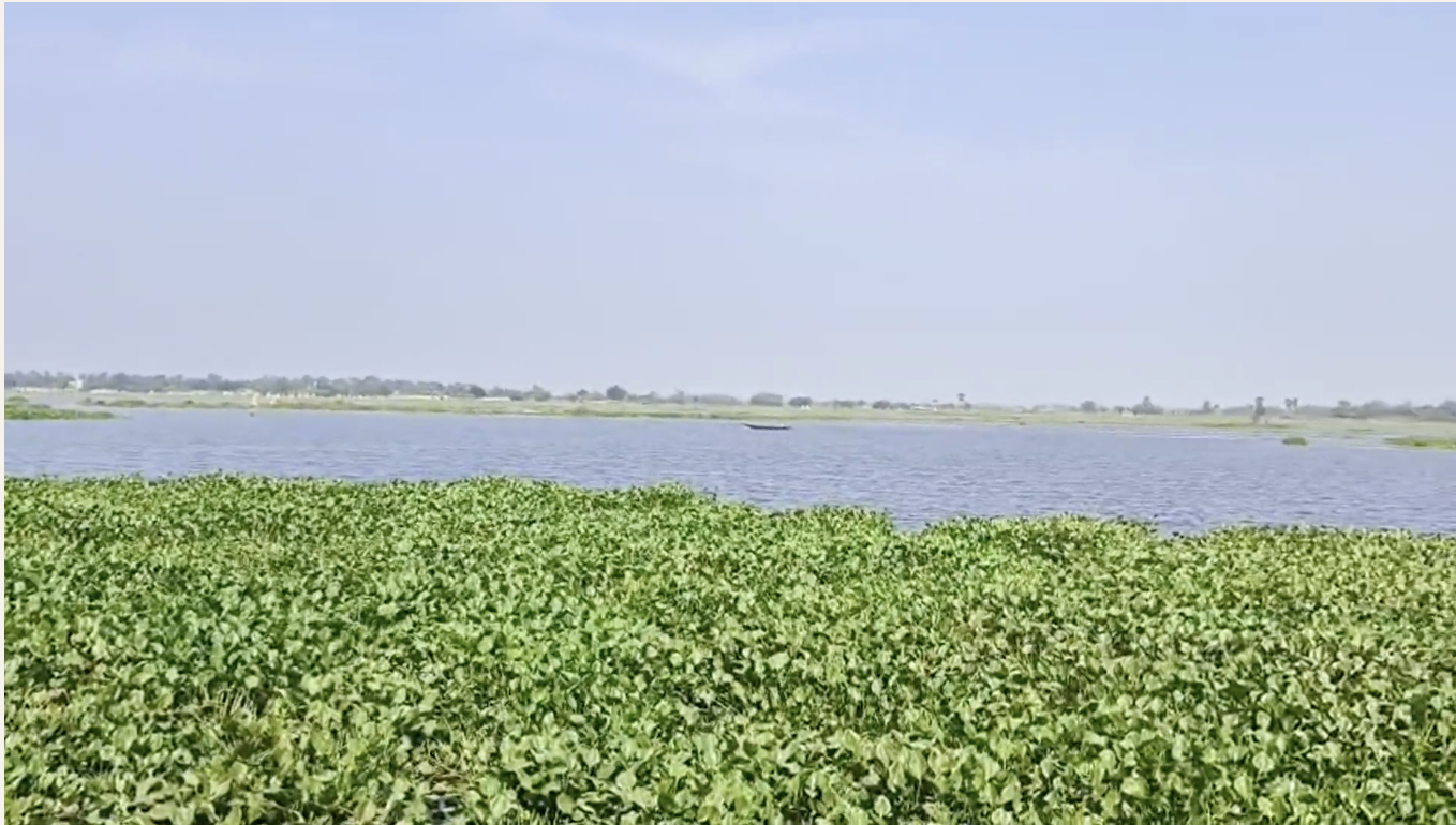 Field Diary