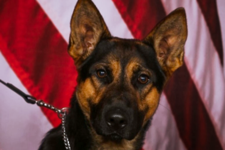Passing of Retired Lynchburg Police K9 Arko