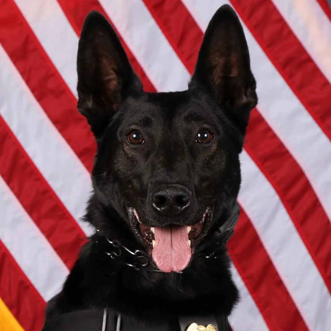 K9 Knox.jpg