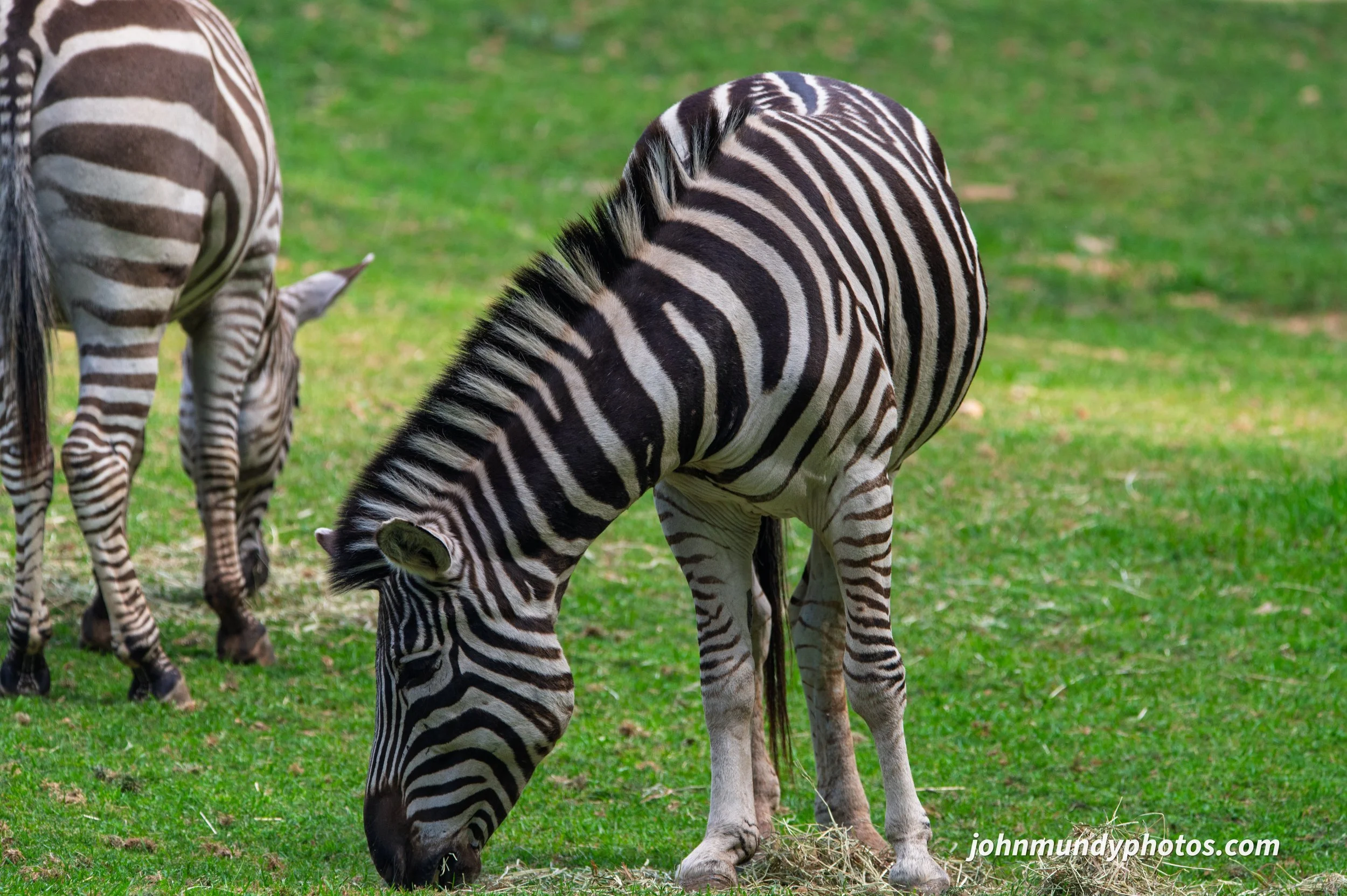 zoo-46.jpg