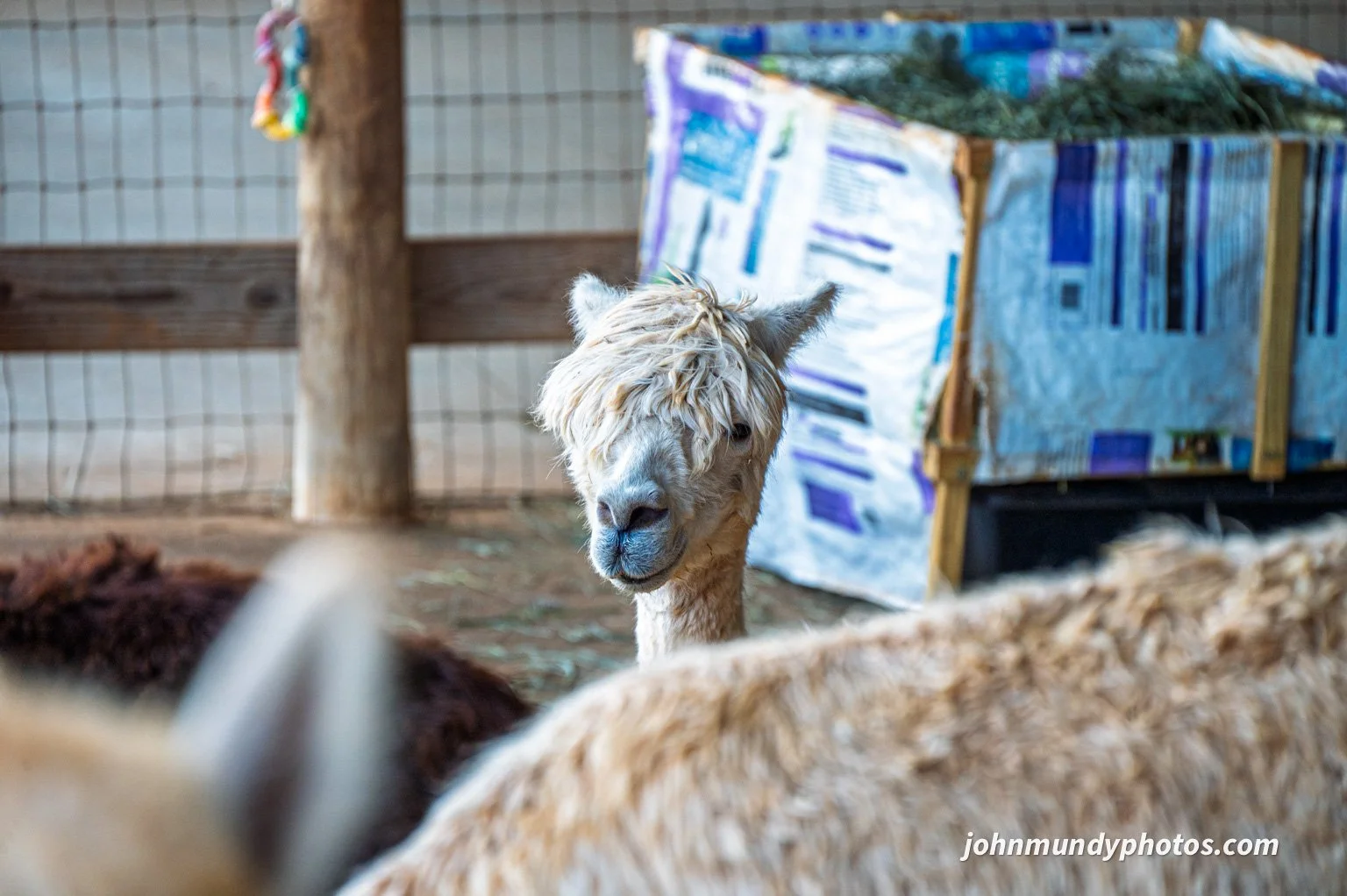 AlpacaFarm082026-22.jpg
