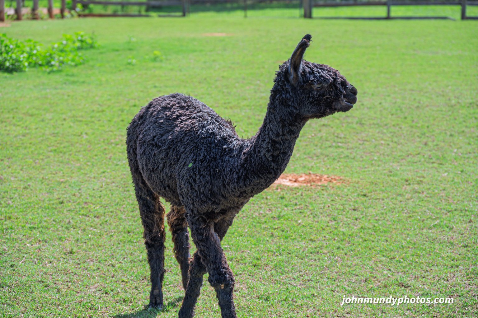 AlpacaFarm082026-07.jpg