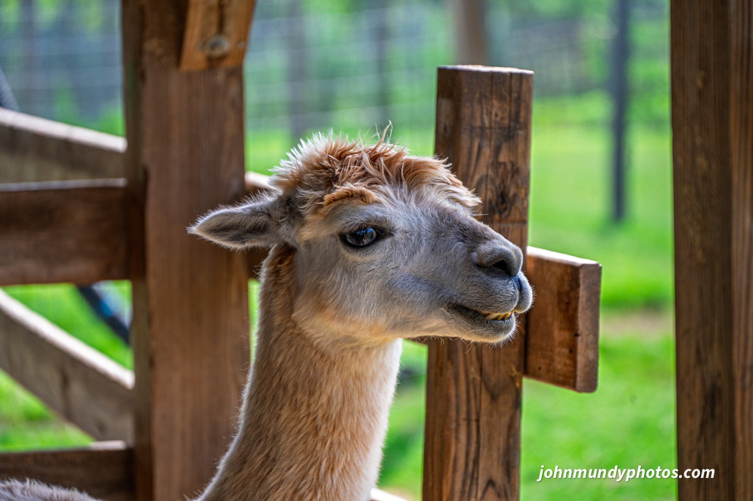 AlpacaFarm082026-18.jpg