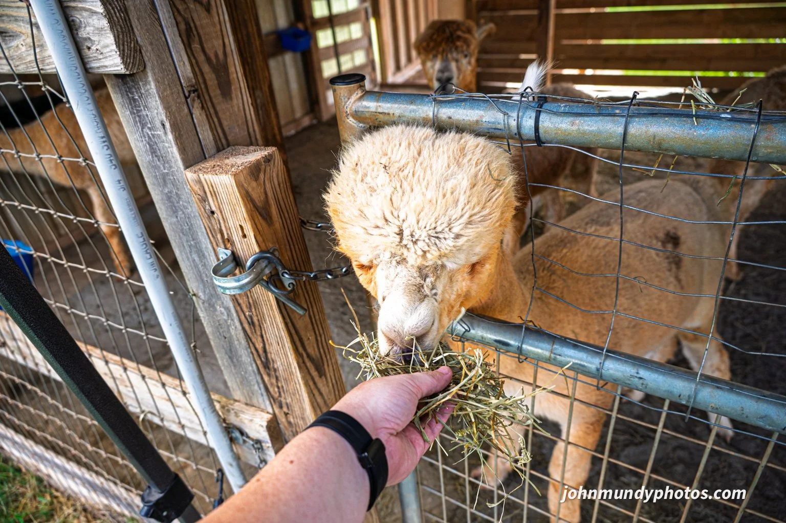 AlpacaFarm082026-27.jpg