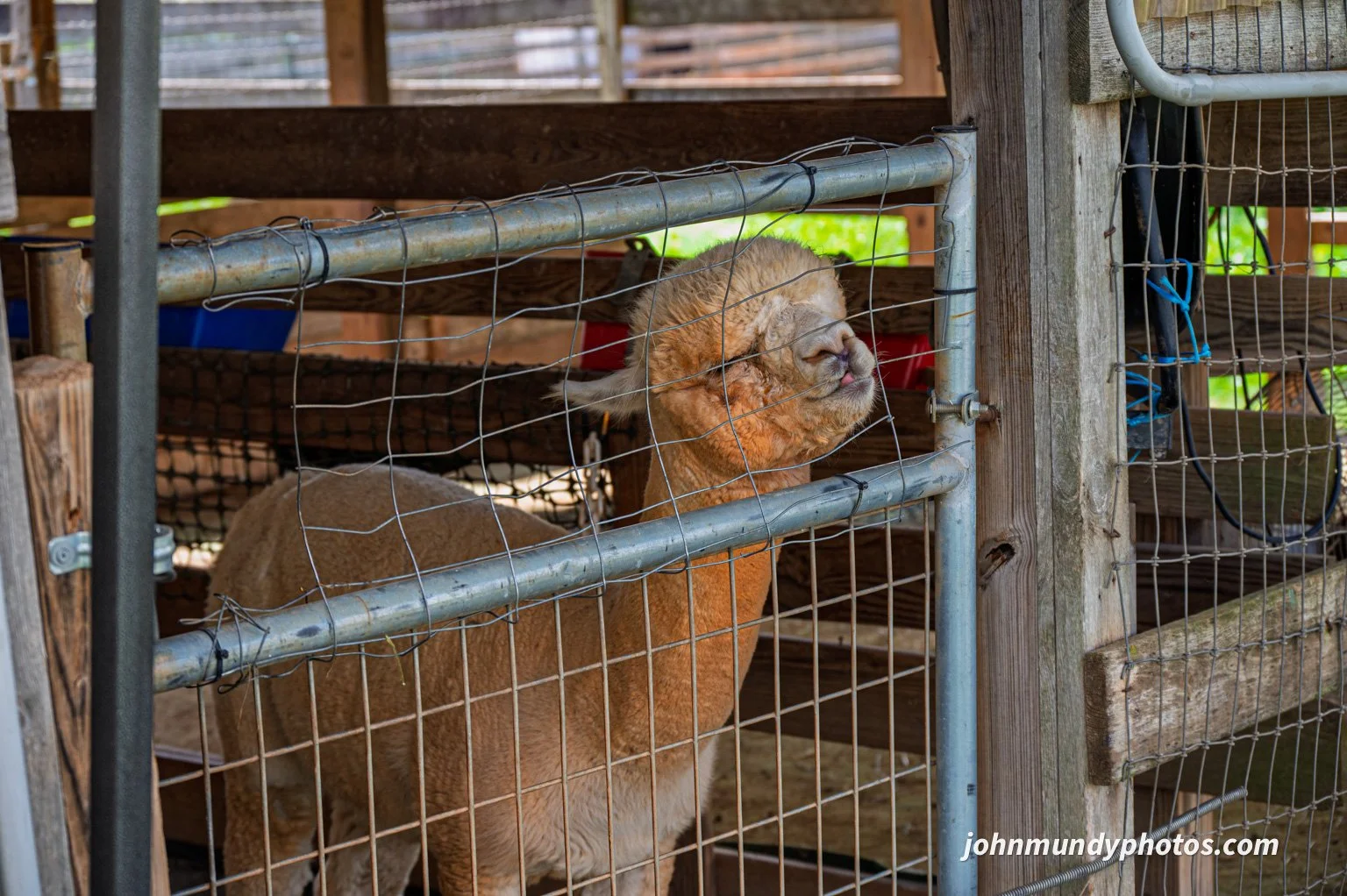 AlpacaFarm082026-26.jpg