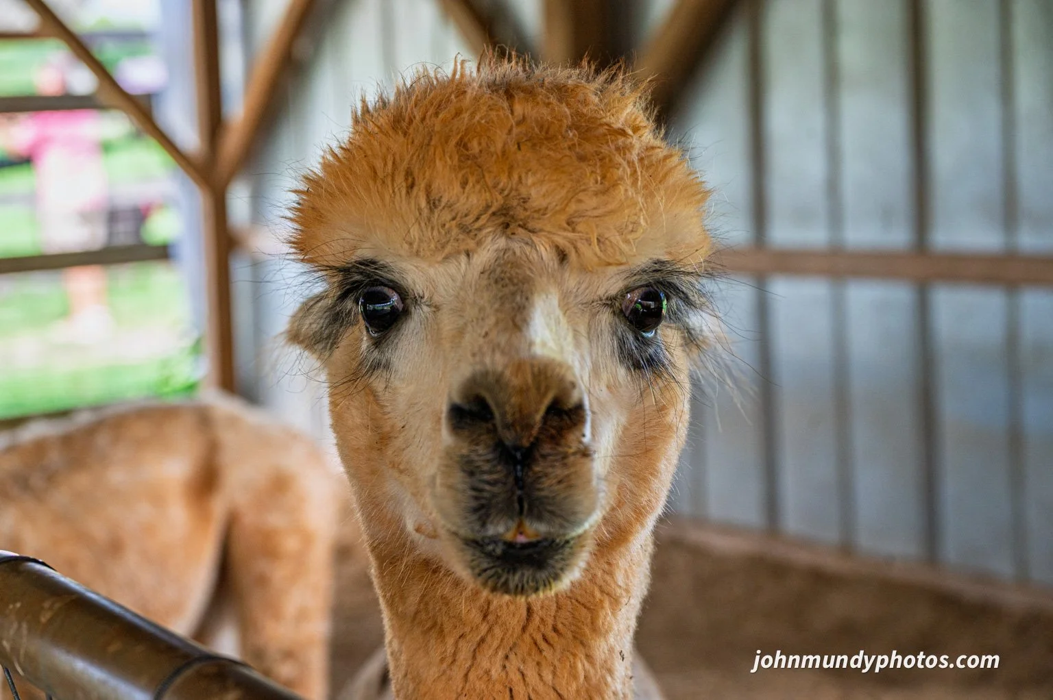 AlpacaFarm082026-35.jpg