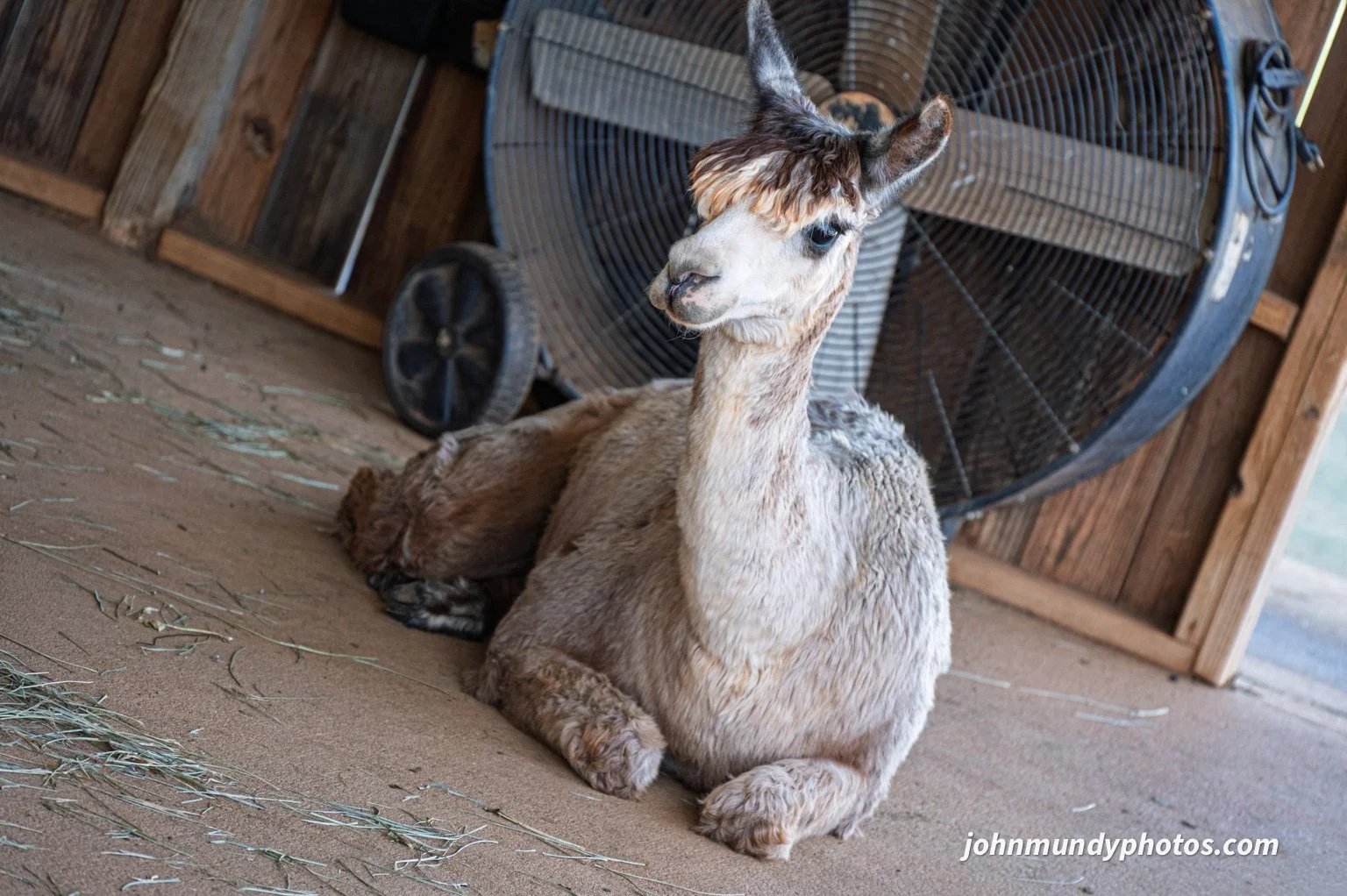 AlpacaFarm082026-01.jpg