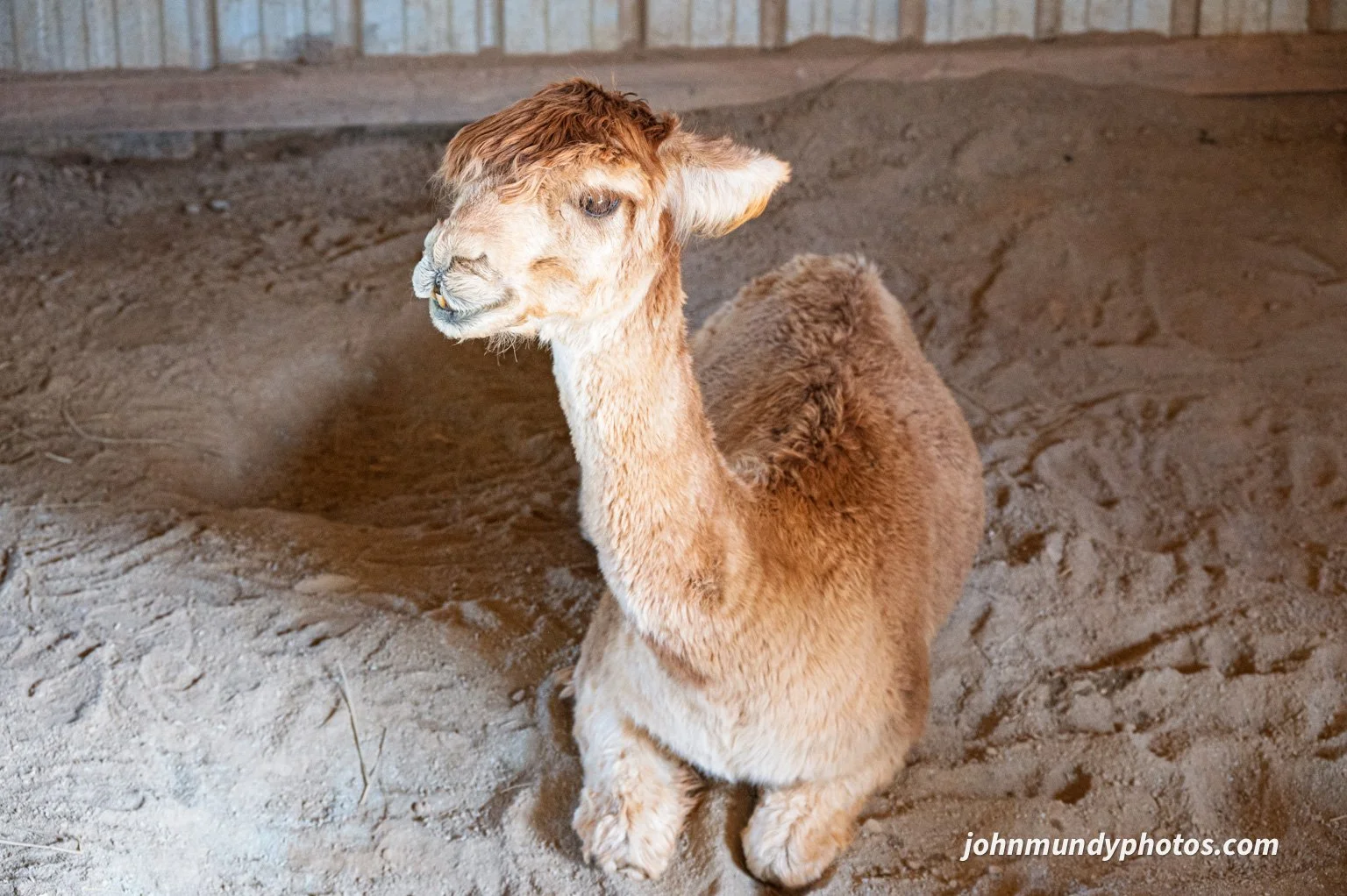 AlpacaFarm082026-19.jpg