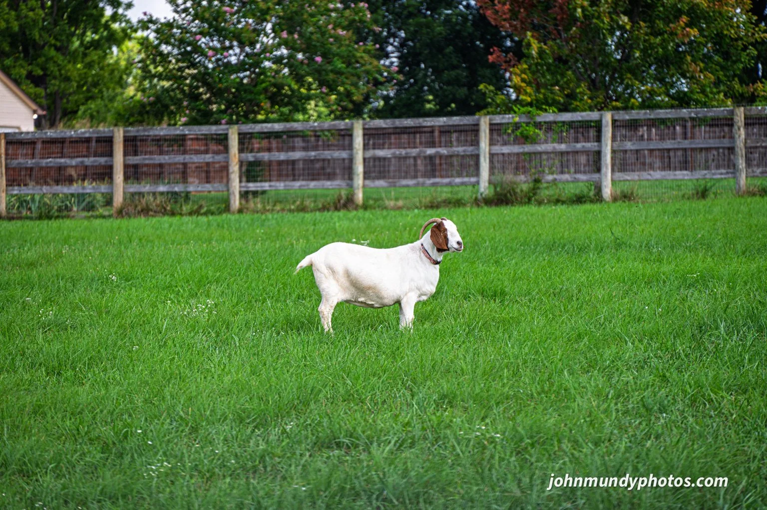 AlpacaFarm082026-12.jpg