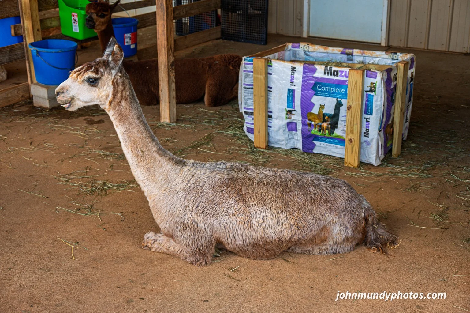 AlpacaFarm082026-20.jpg