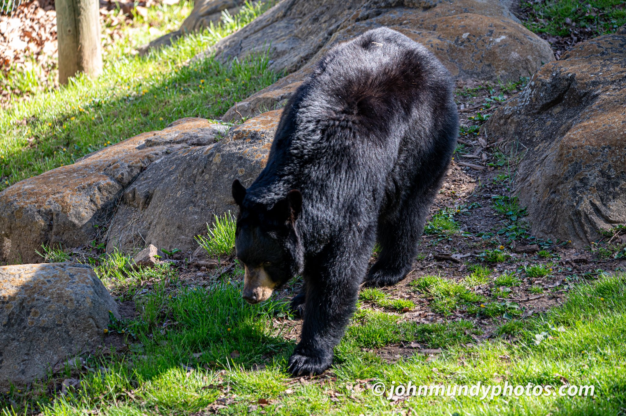 AshevilleZoo042024-06.jpg