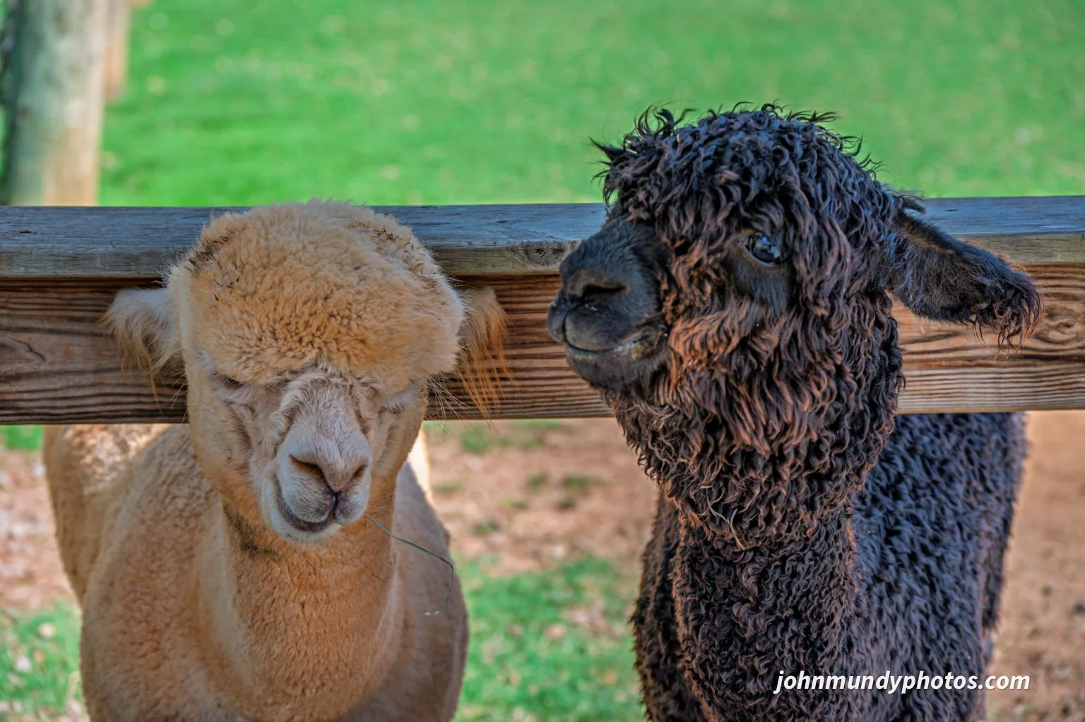 AlpacaFarm082026-30.jpg