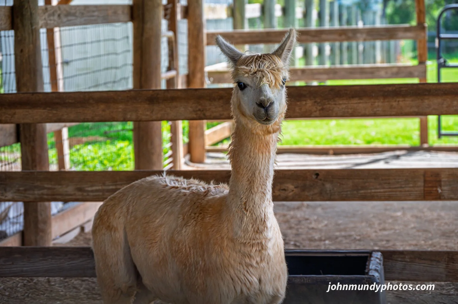 AlpacaFarm082026-16.jpg