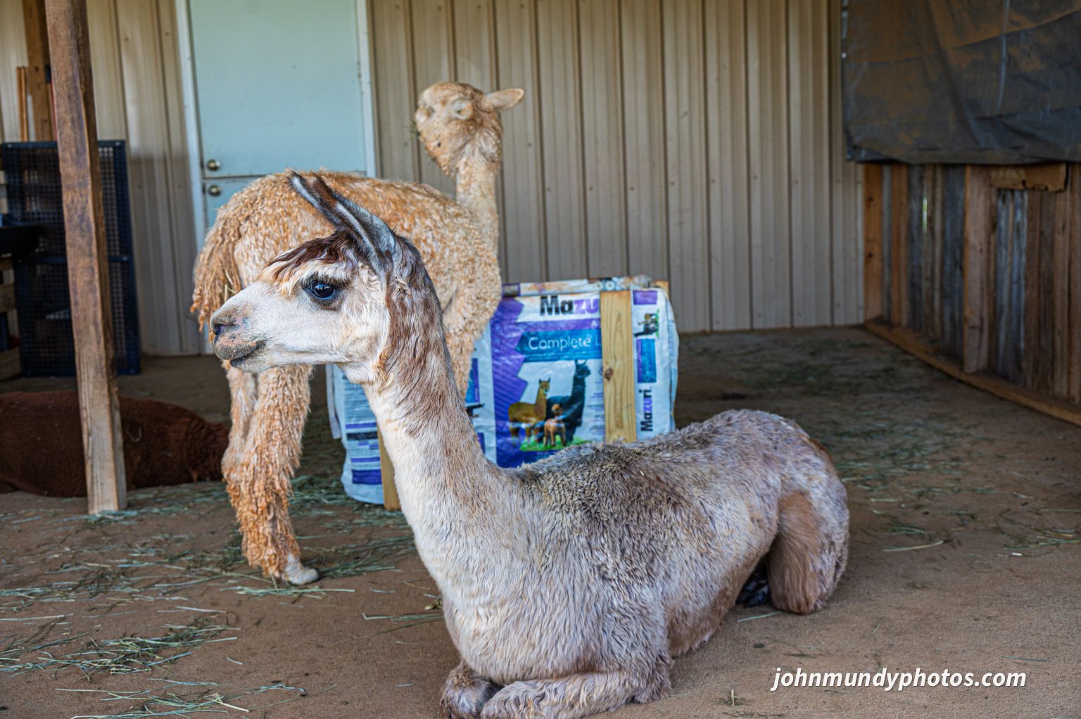 AlpacaFarm082026-31.jpg