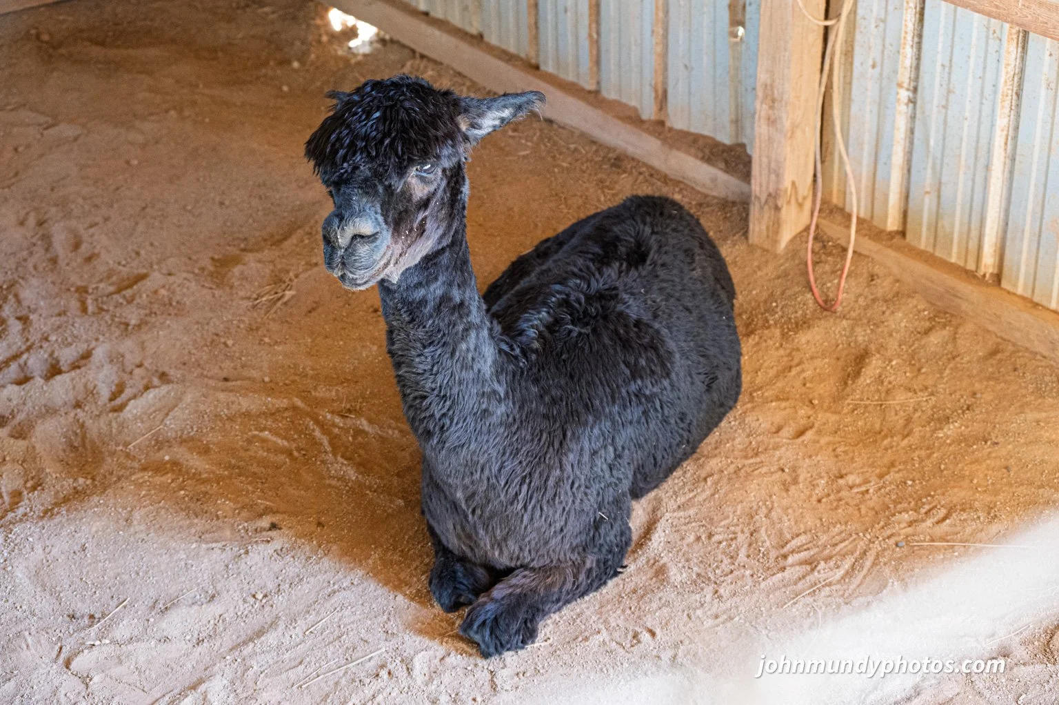 AlpacaFarm082026-05.jpg