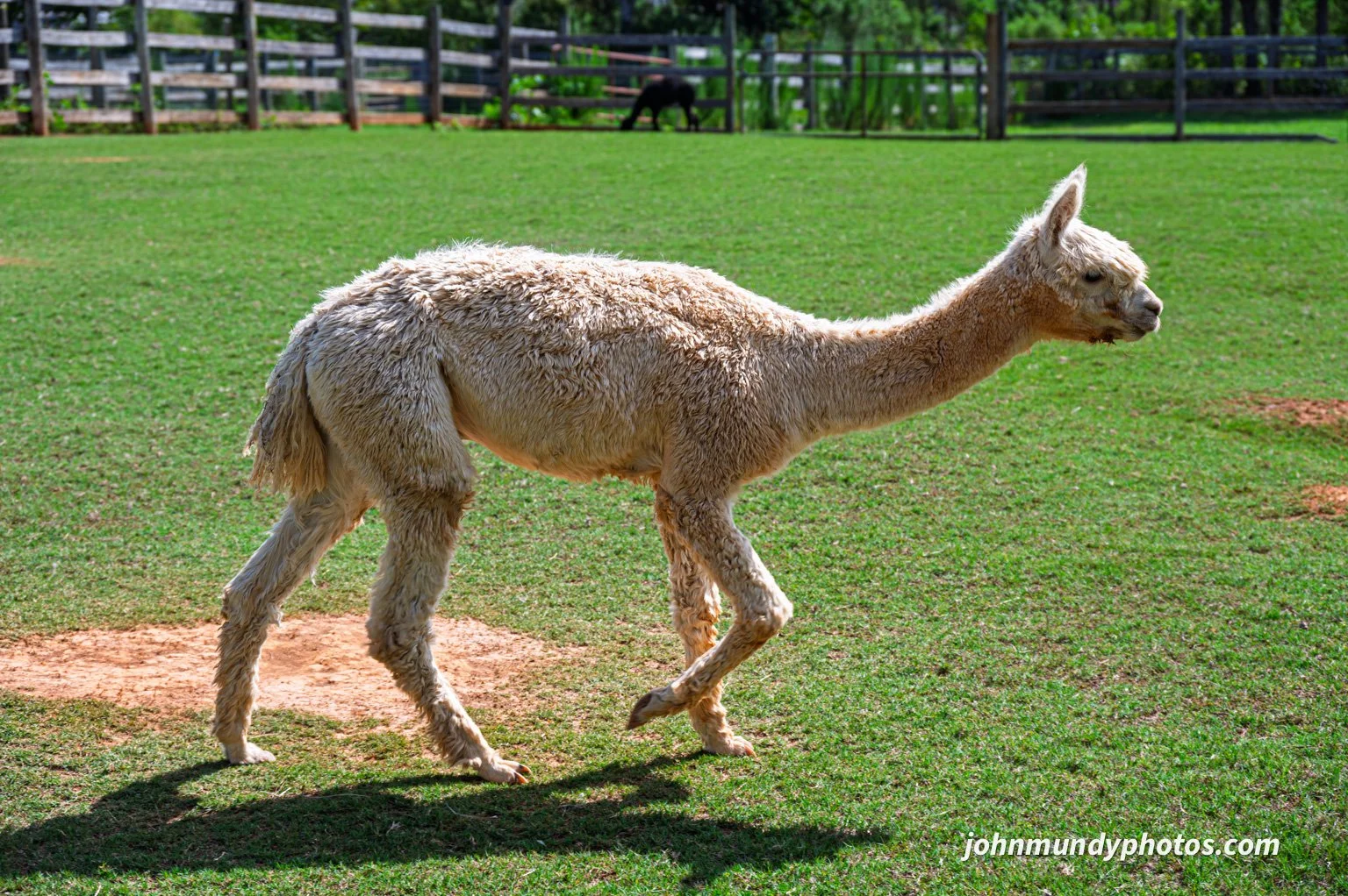 AlpacaFarm082026-25.jpg