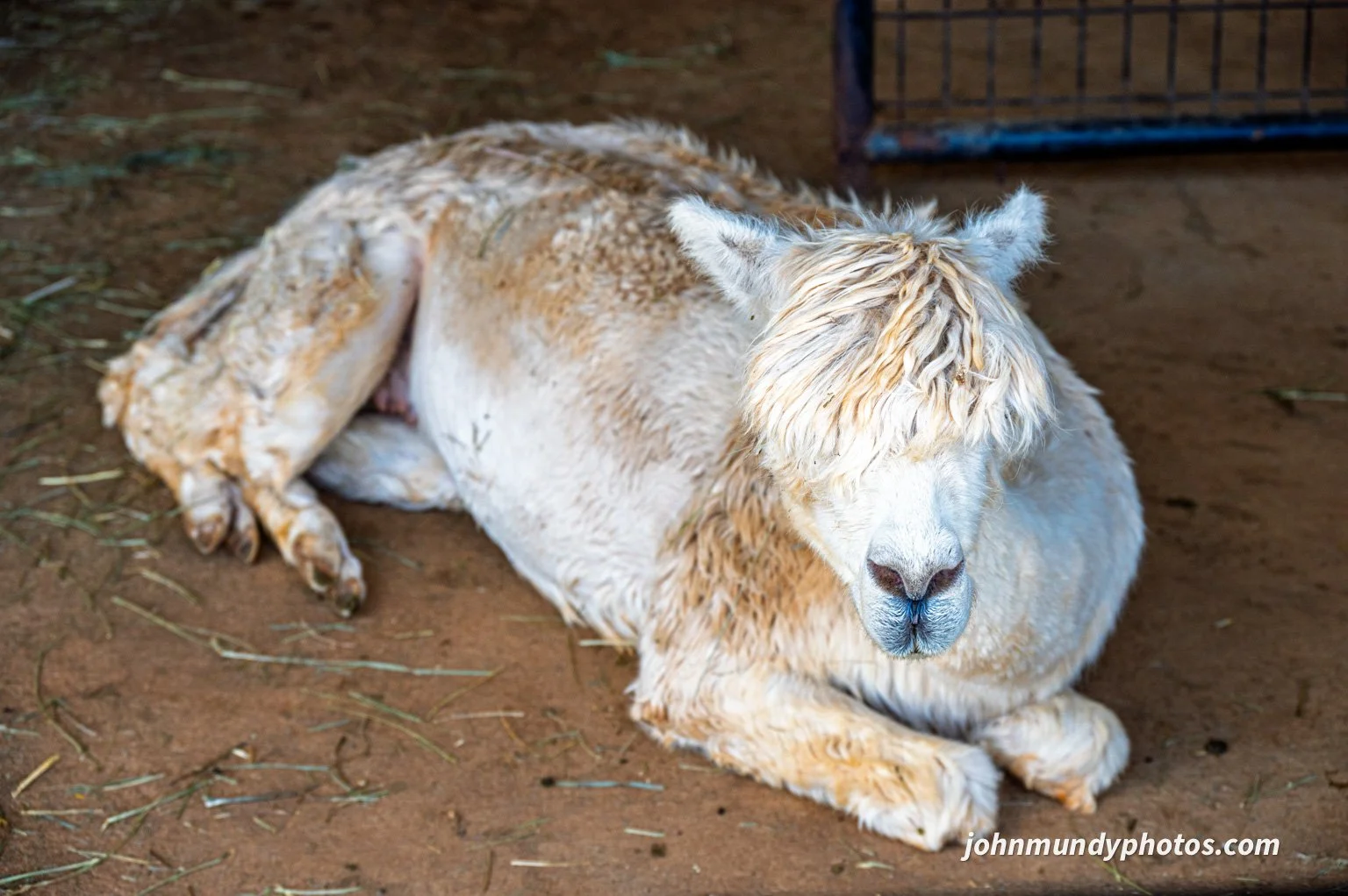 AlpacaFarm082026-33.jpg