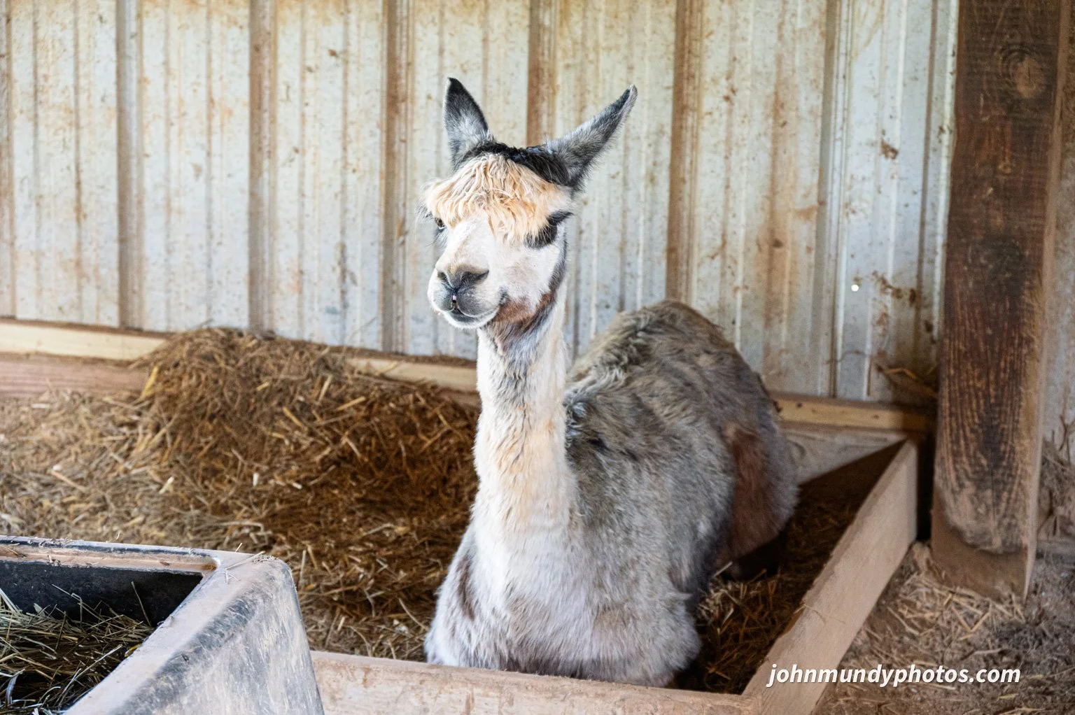 AlpacaFarm082026-04.jpg