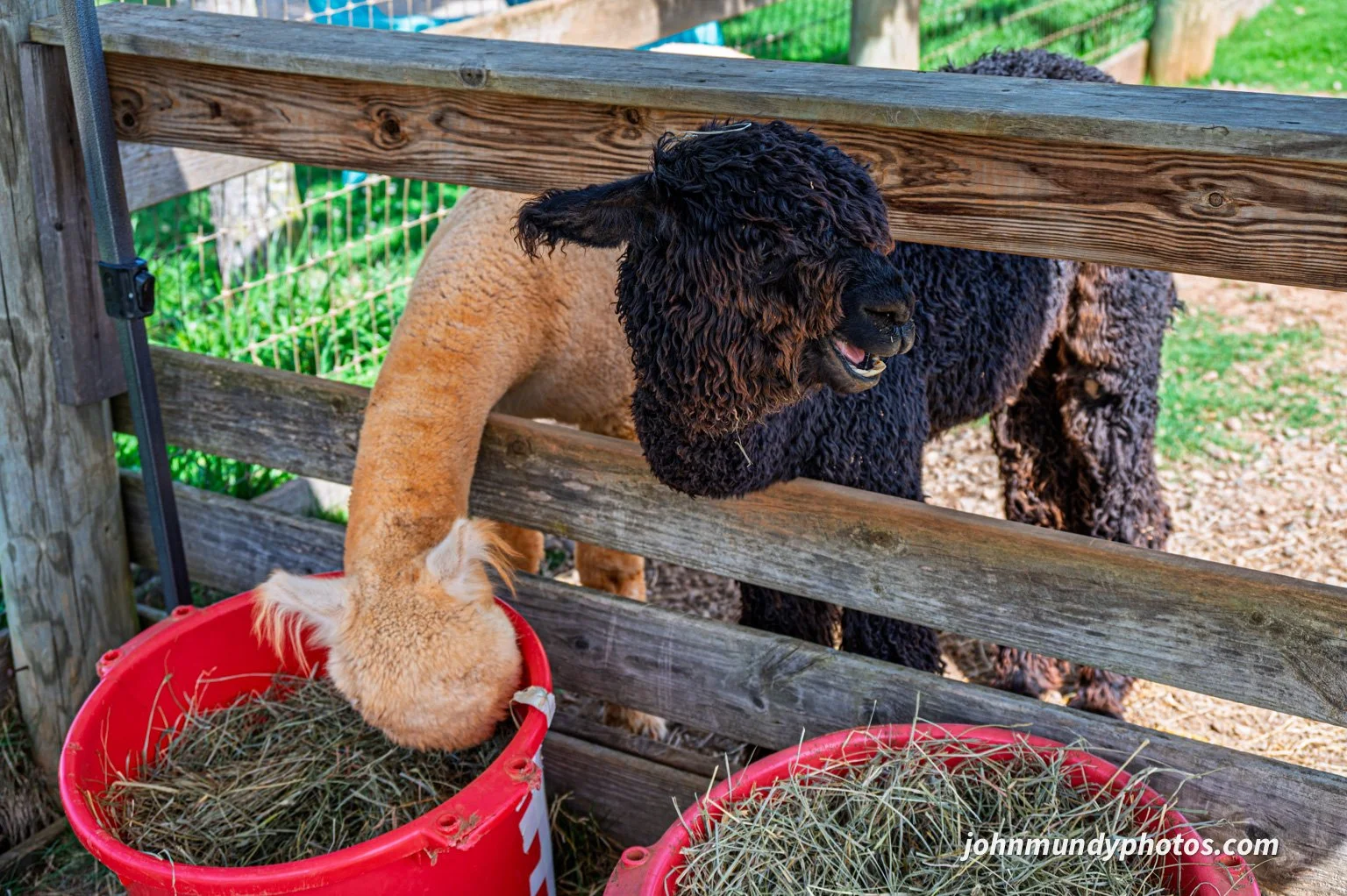 AlpacaFarm082026-28.jpg