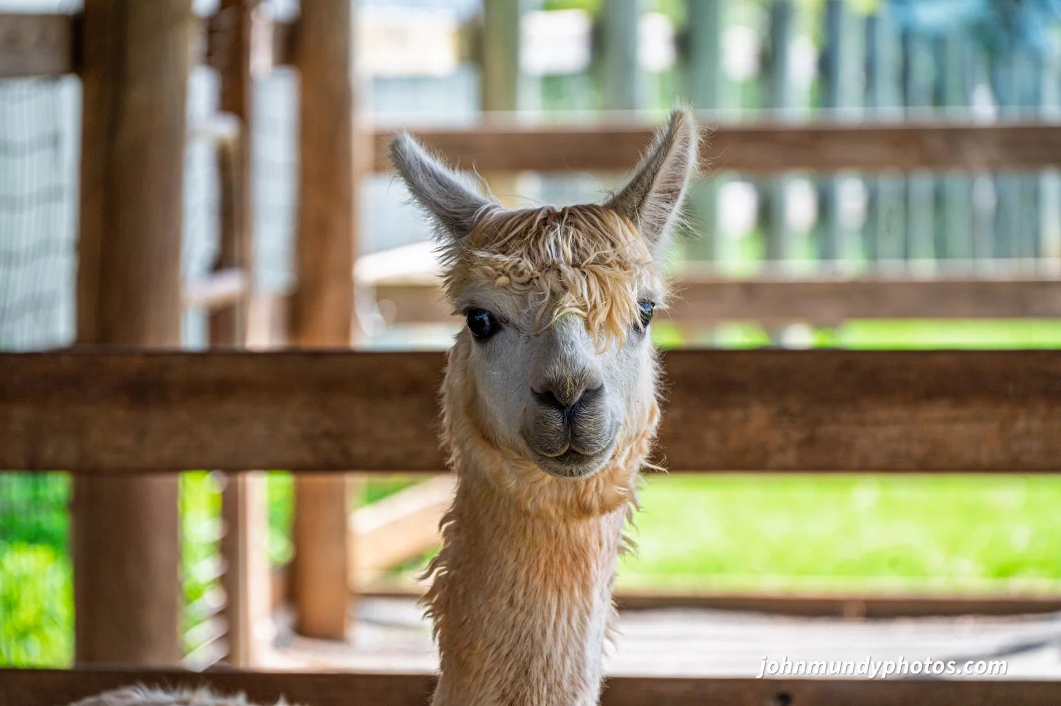 AlpacaFarm082026-15.jpg