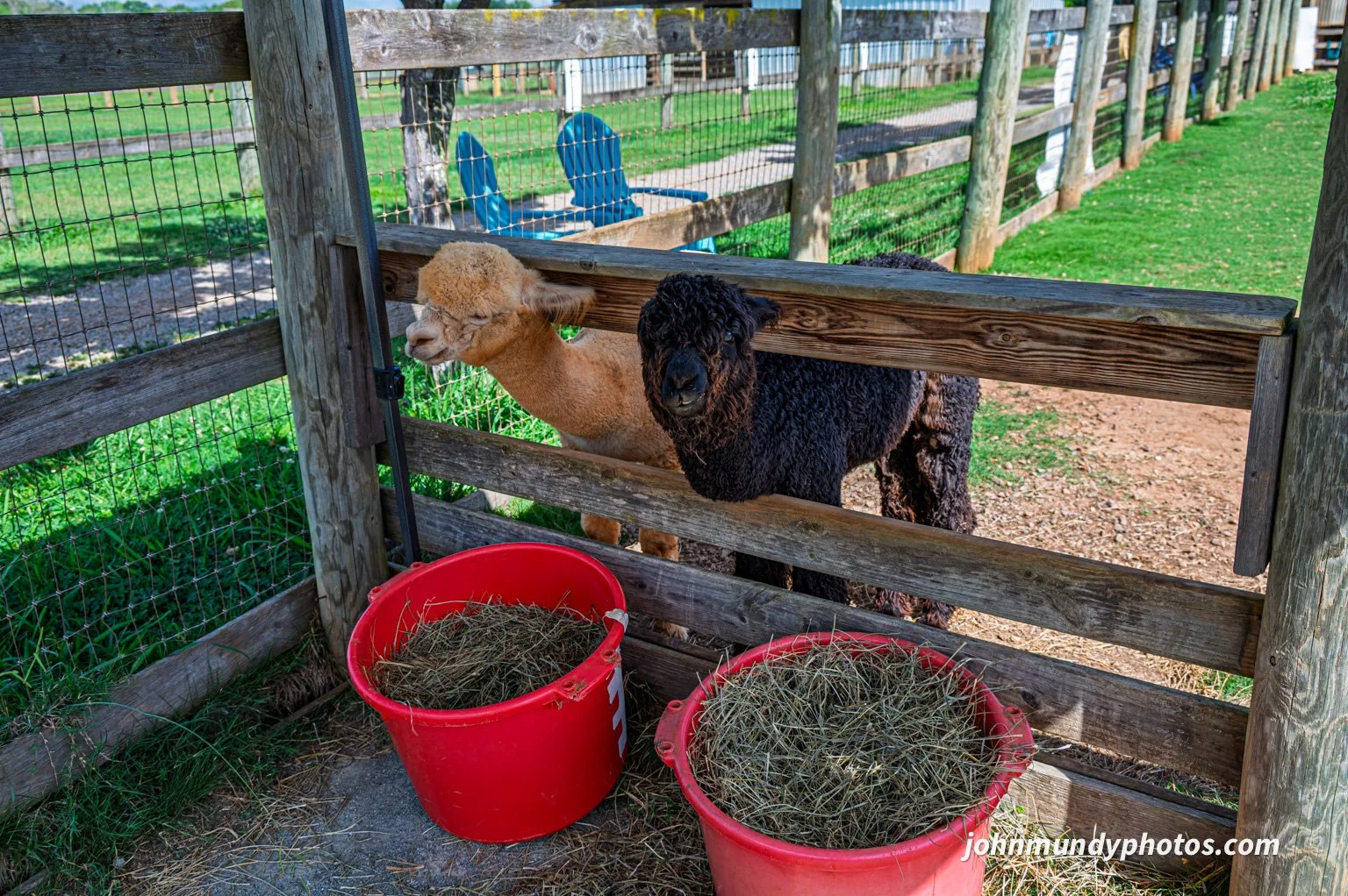 AlpacaFarm082026-29.jpg