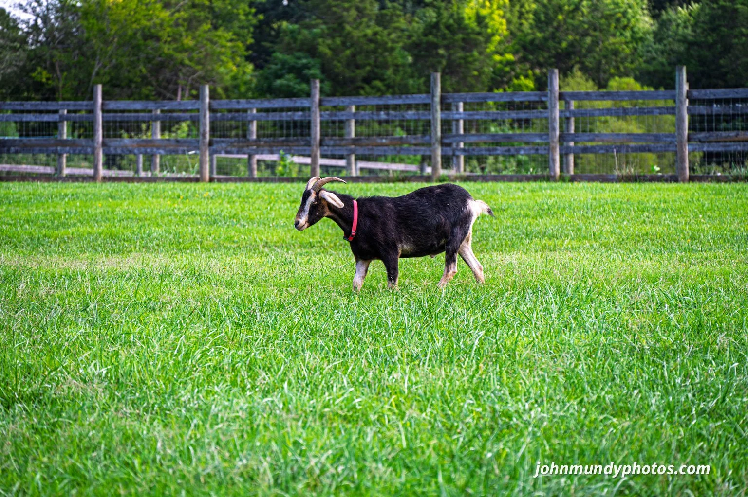 AlpacaFarm082026-13.jpg