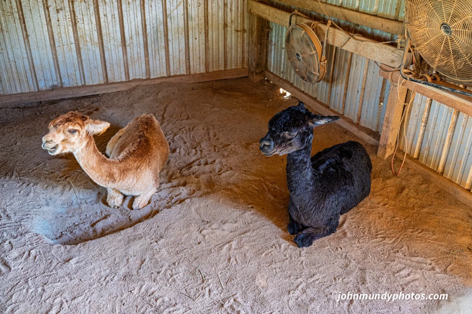 AlpacaFarm082026-06.jpg