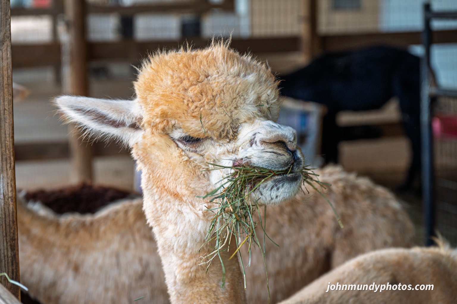 AlpacaFarm082026-21.jpg