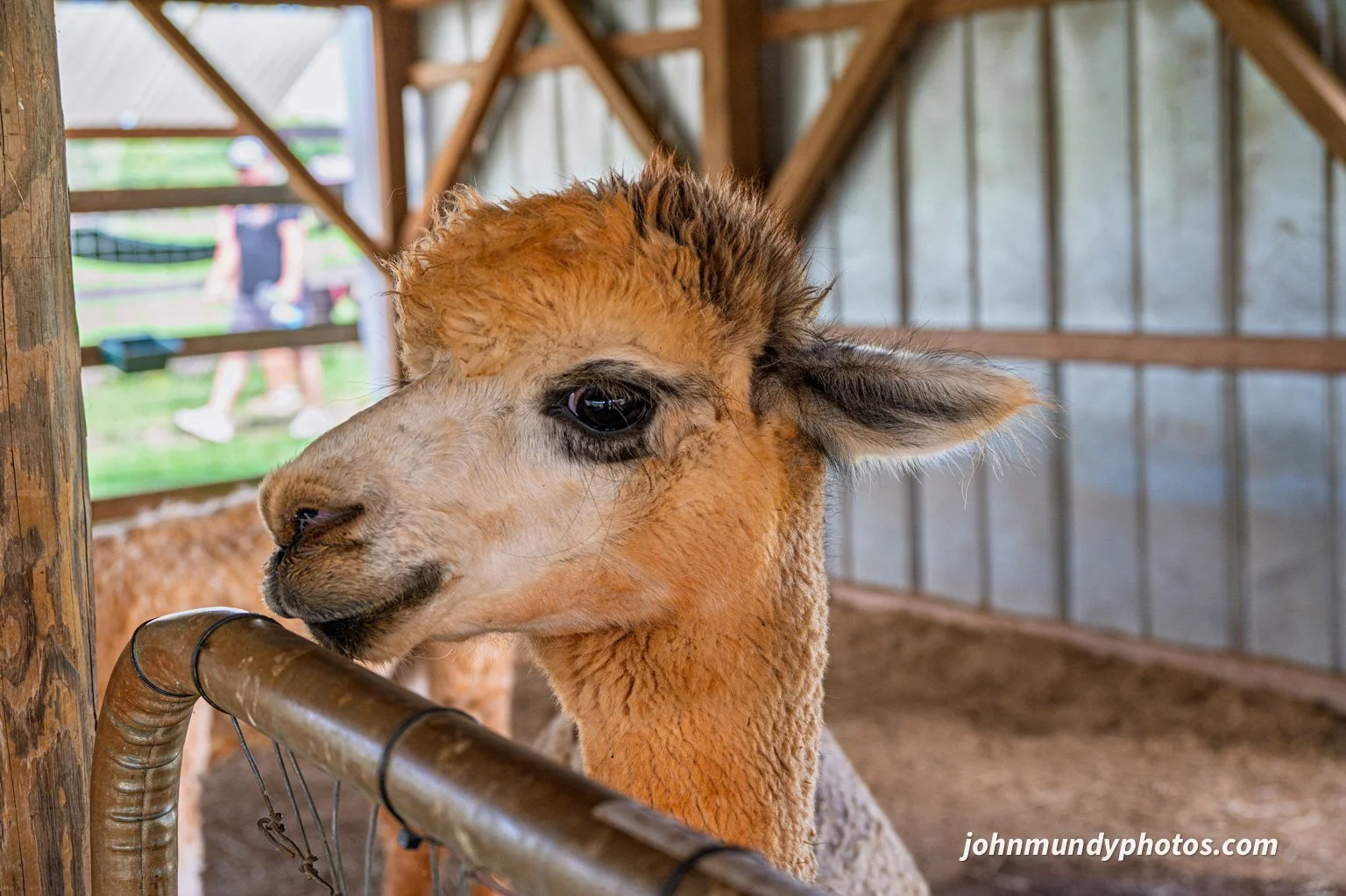 AlpacaFarm082026-36.jpg