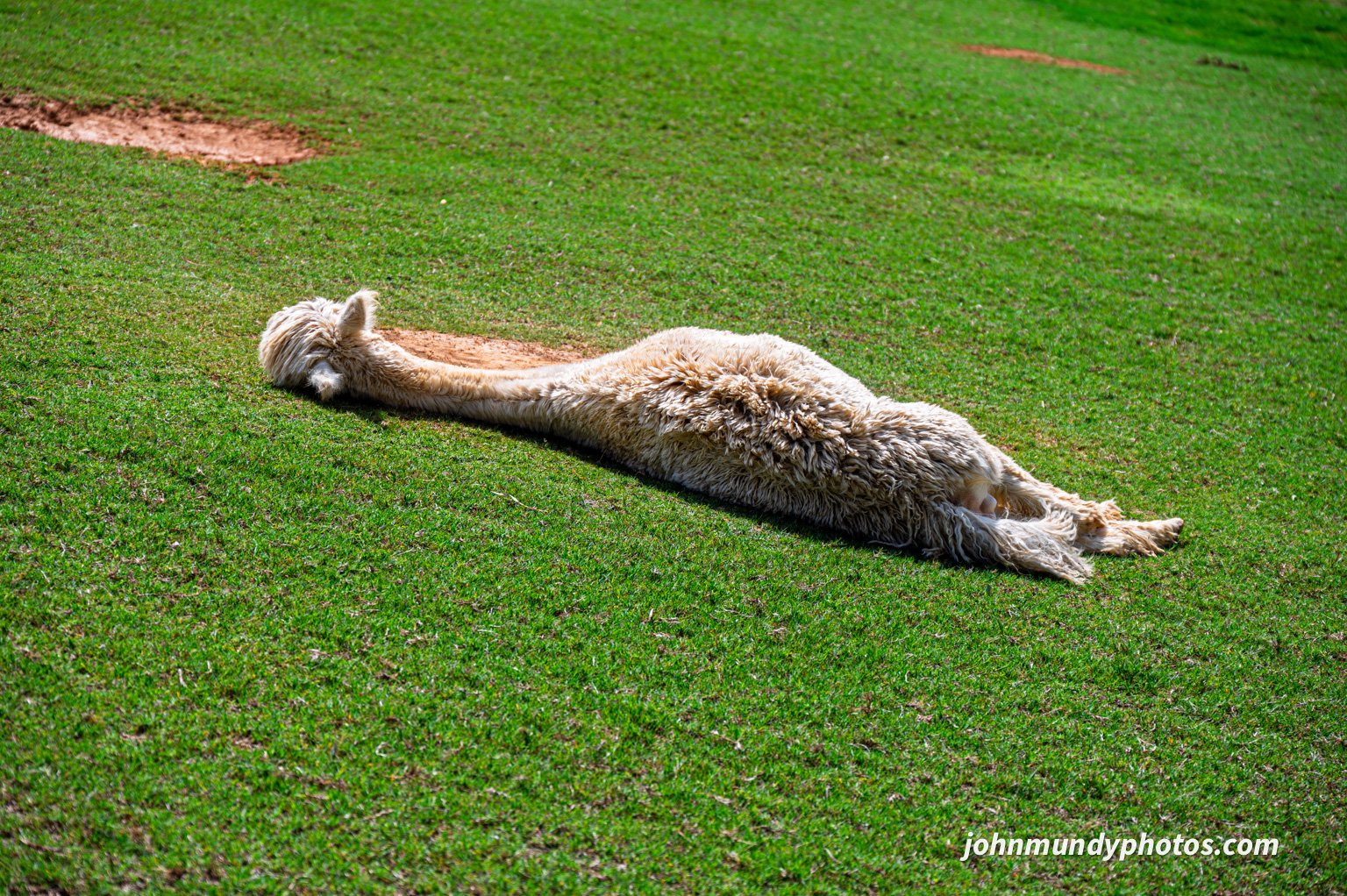 AlpacaFarm082026-24.jpg