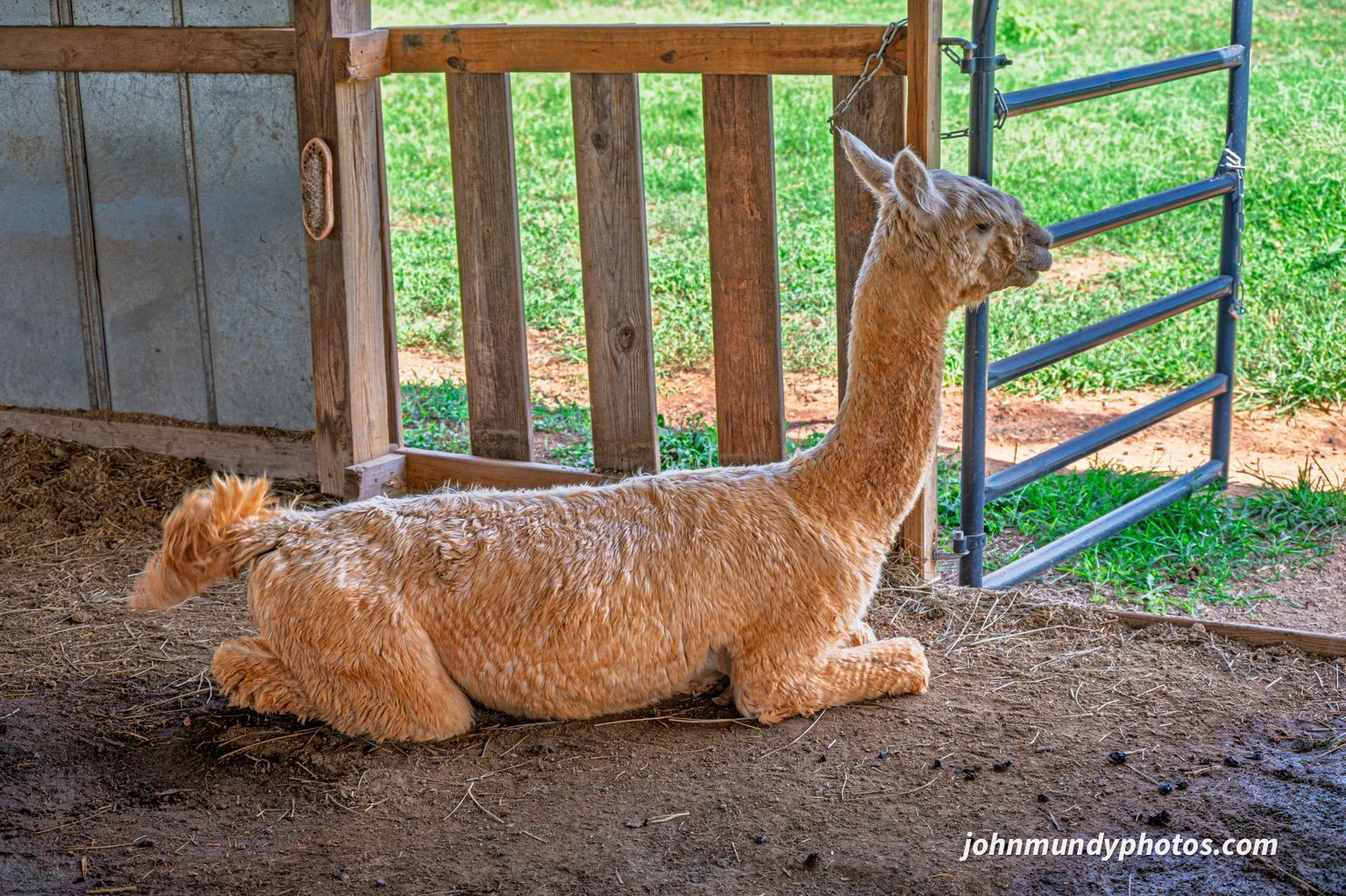 AlpacaFarm082026-08.jpg