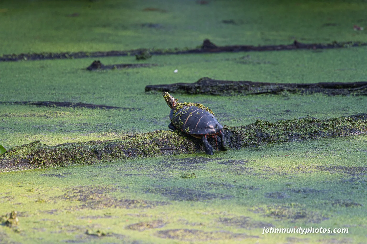 PeeDee082026-09.jpg