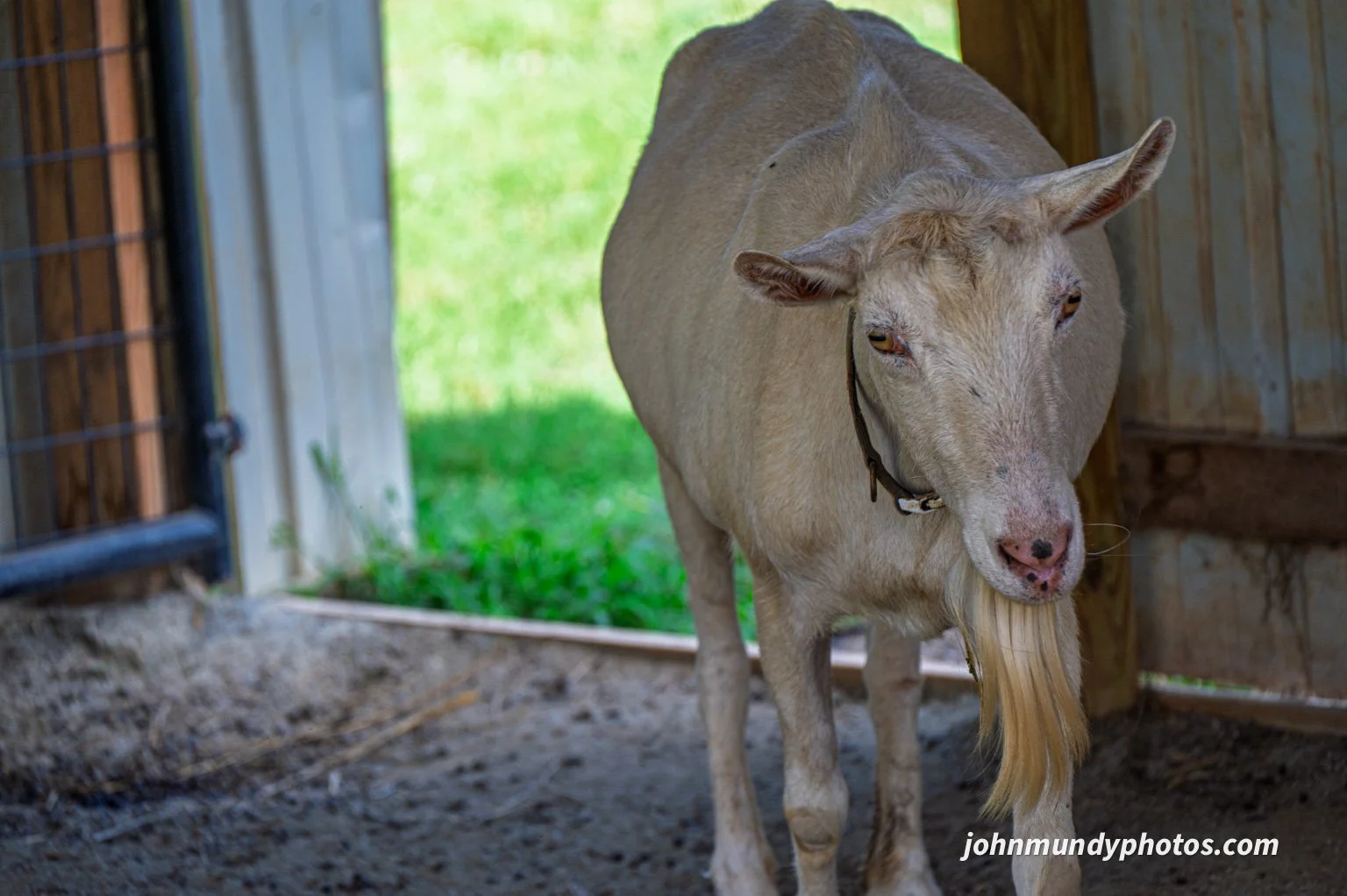 AlpacaFarm082026-34.jpg
