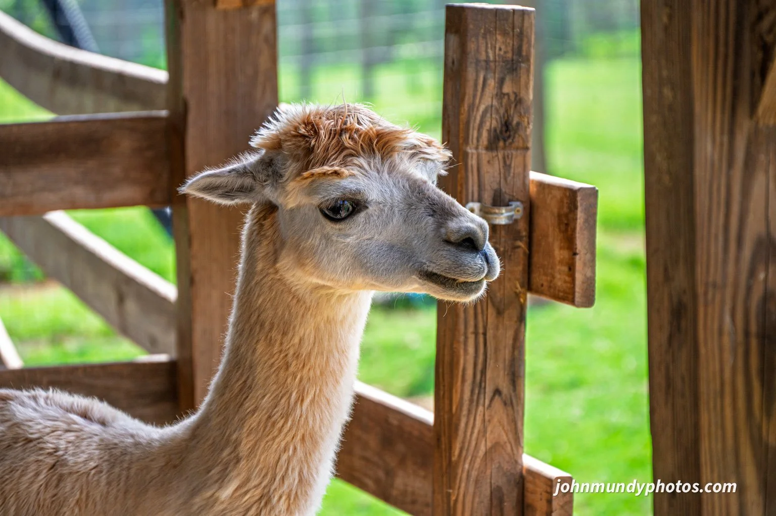 AlpacaFarm082026-14.jpg