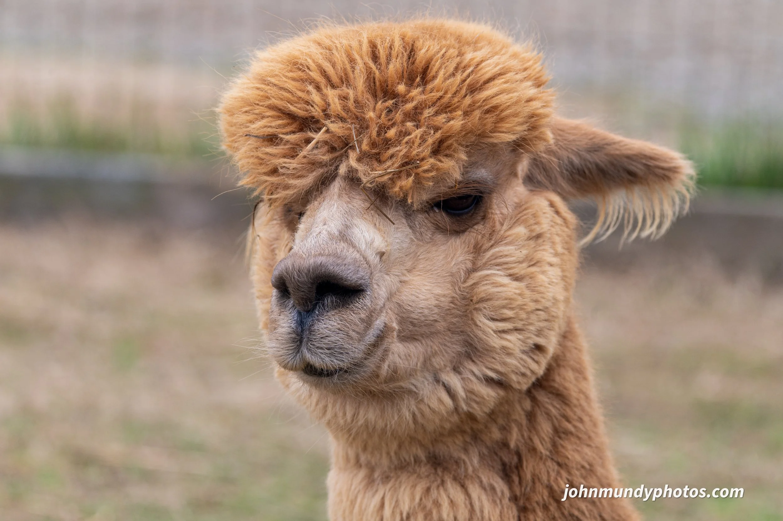 alpaca-32.jpg