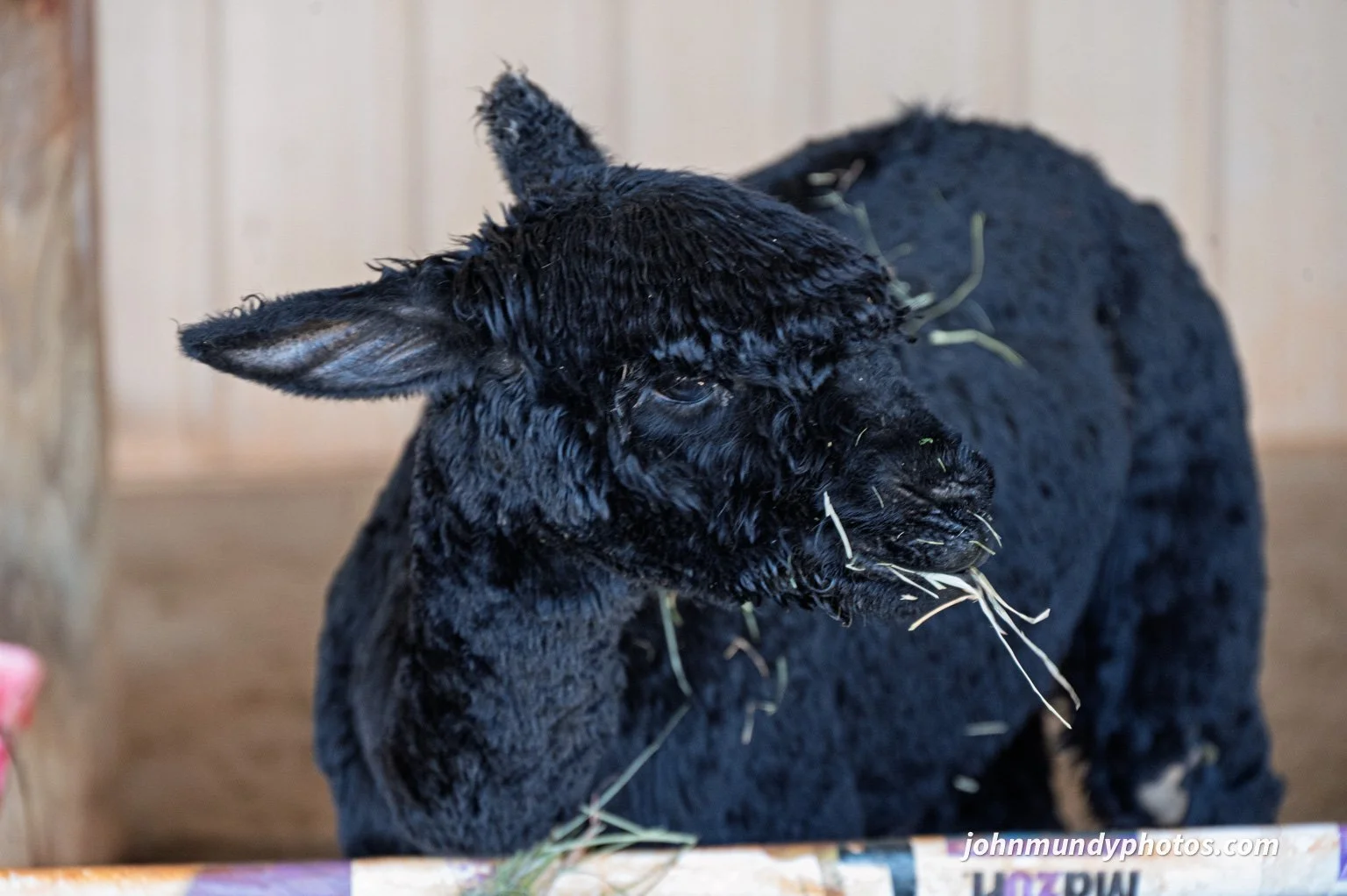 AlpacaFarm082026-02.jpg