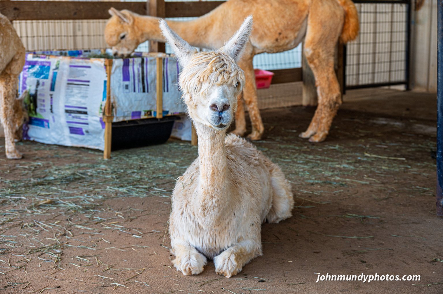AlpacaFarm082026-32.jpg